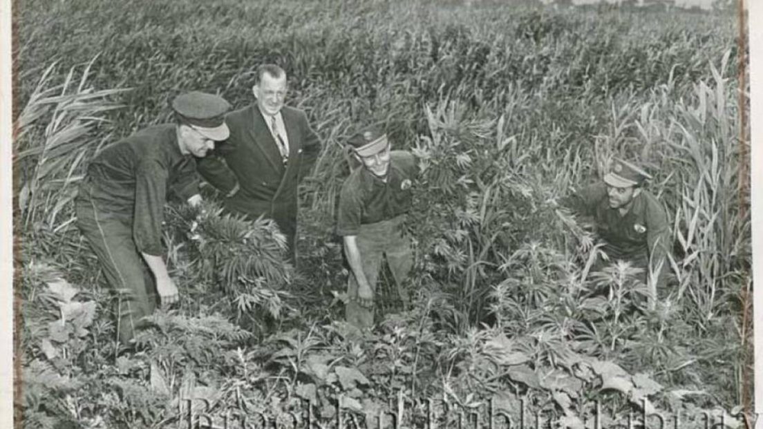 Weed grew all over Brooklyn