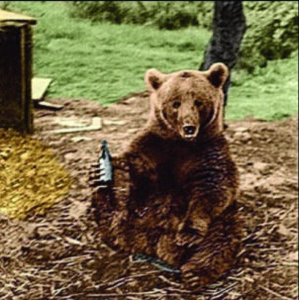 Wojtek enjoyed drinking beer and was given beer as rations.