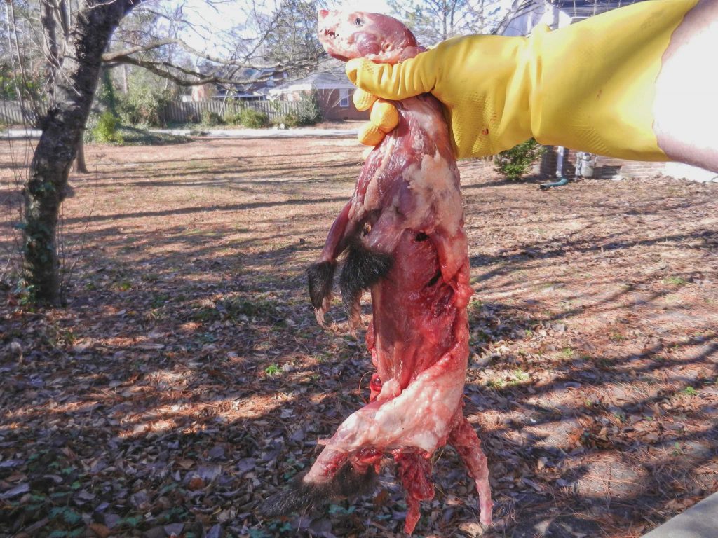Skinned skunk by Travis on Flickr