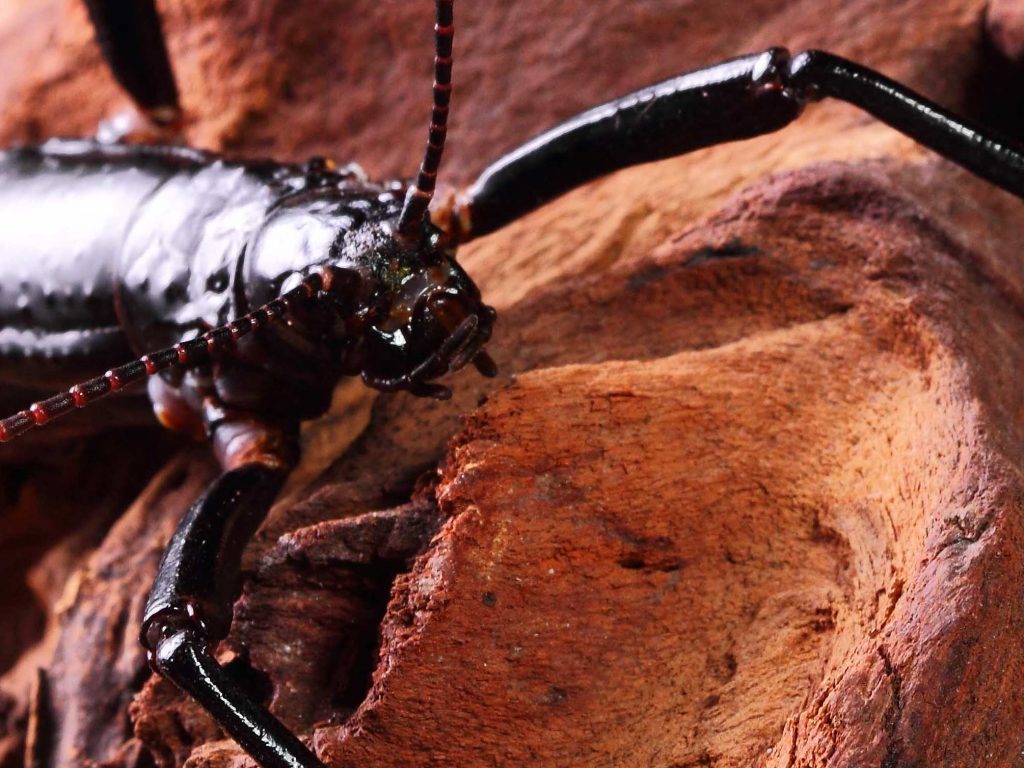 Considered Extinct for 80 Years, this Giant Insect Makes an Unlikely