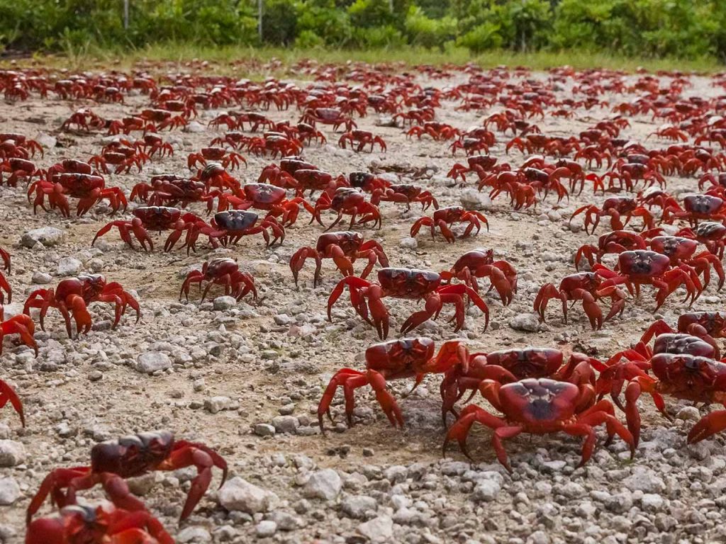 crabs-backtoforrest
