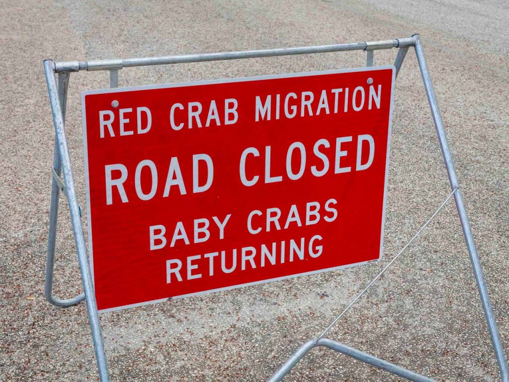 crabs-babies-5