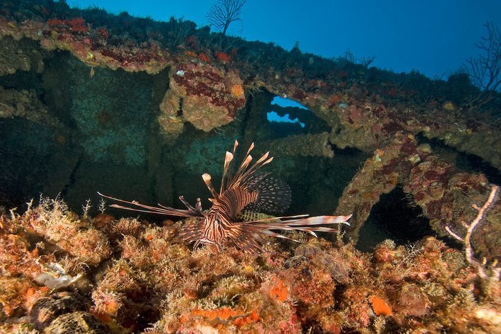 Lion fish at Key Largo Reef