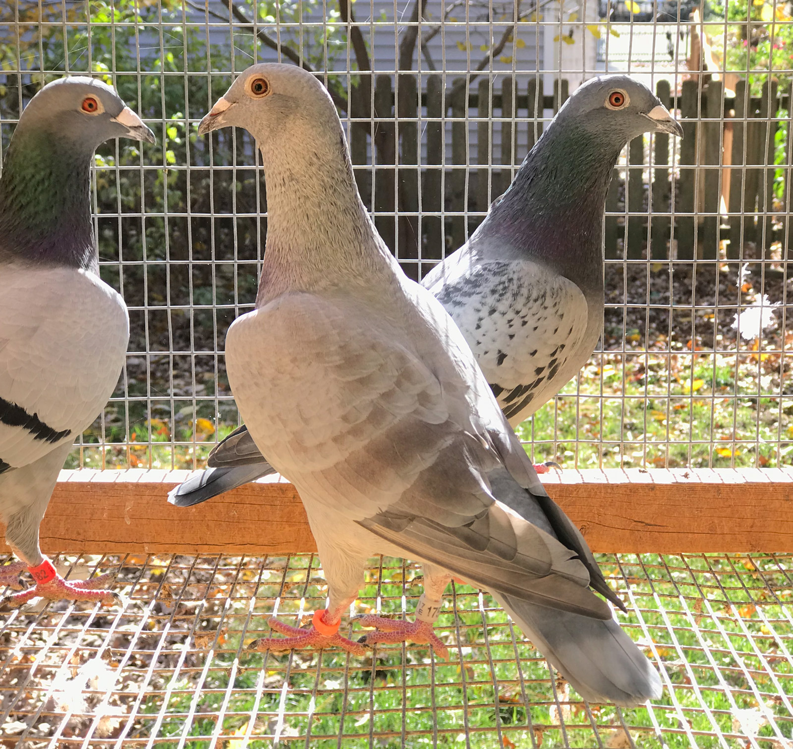 Racing Pigeon Auction