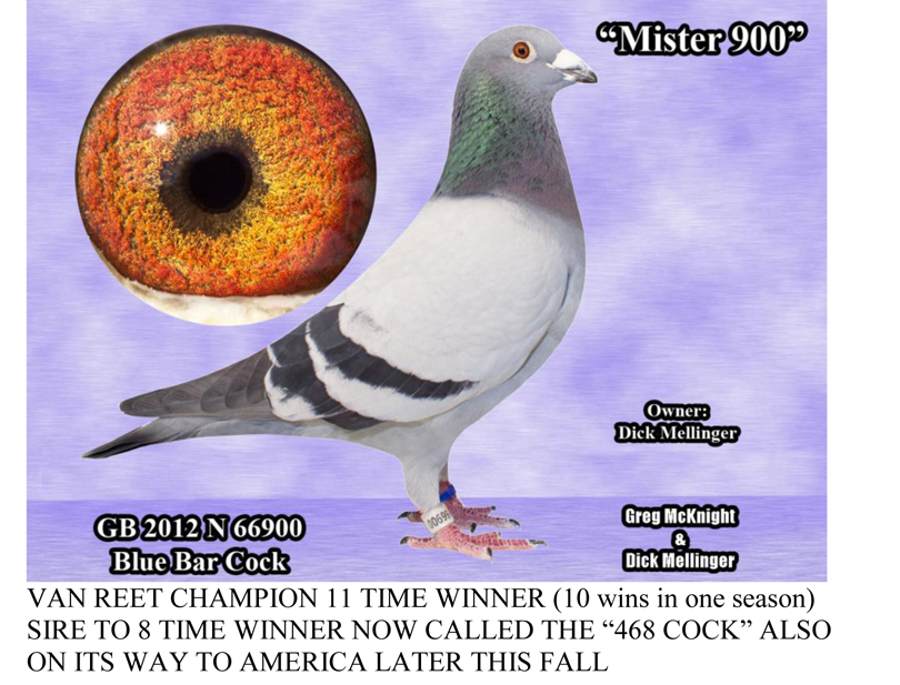 Racing Pigeon Auction