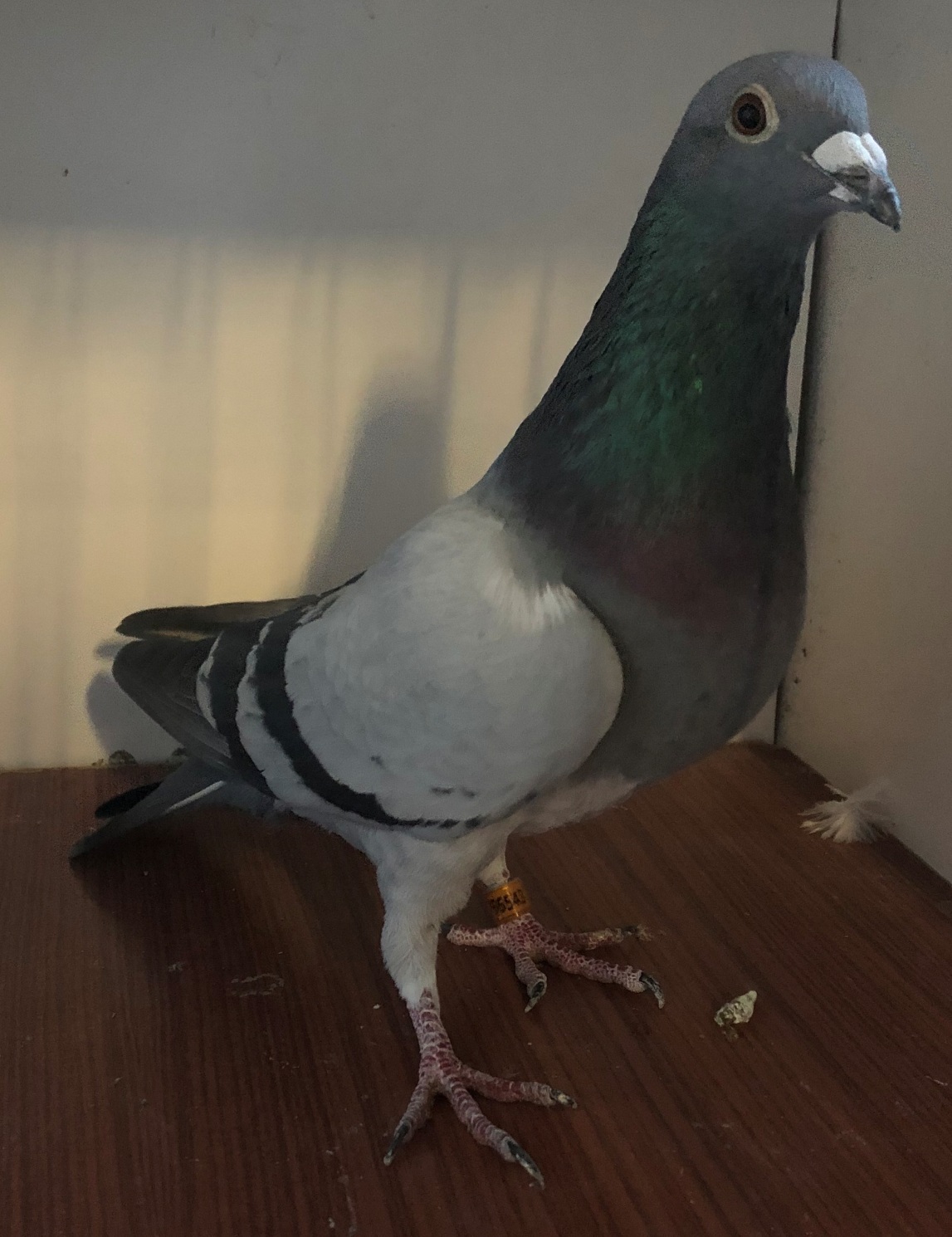 iPigeon.com - Racing Pigeon Auction