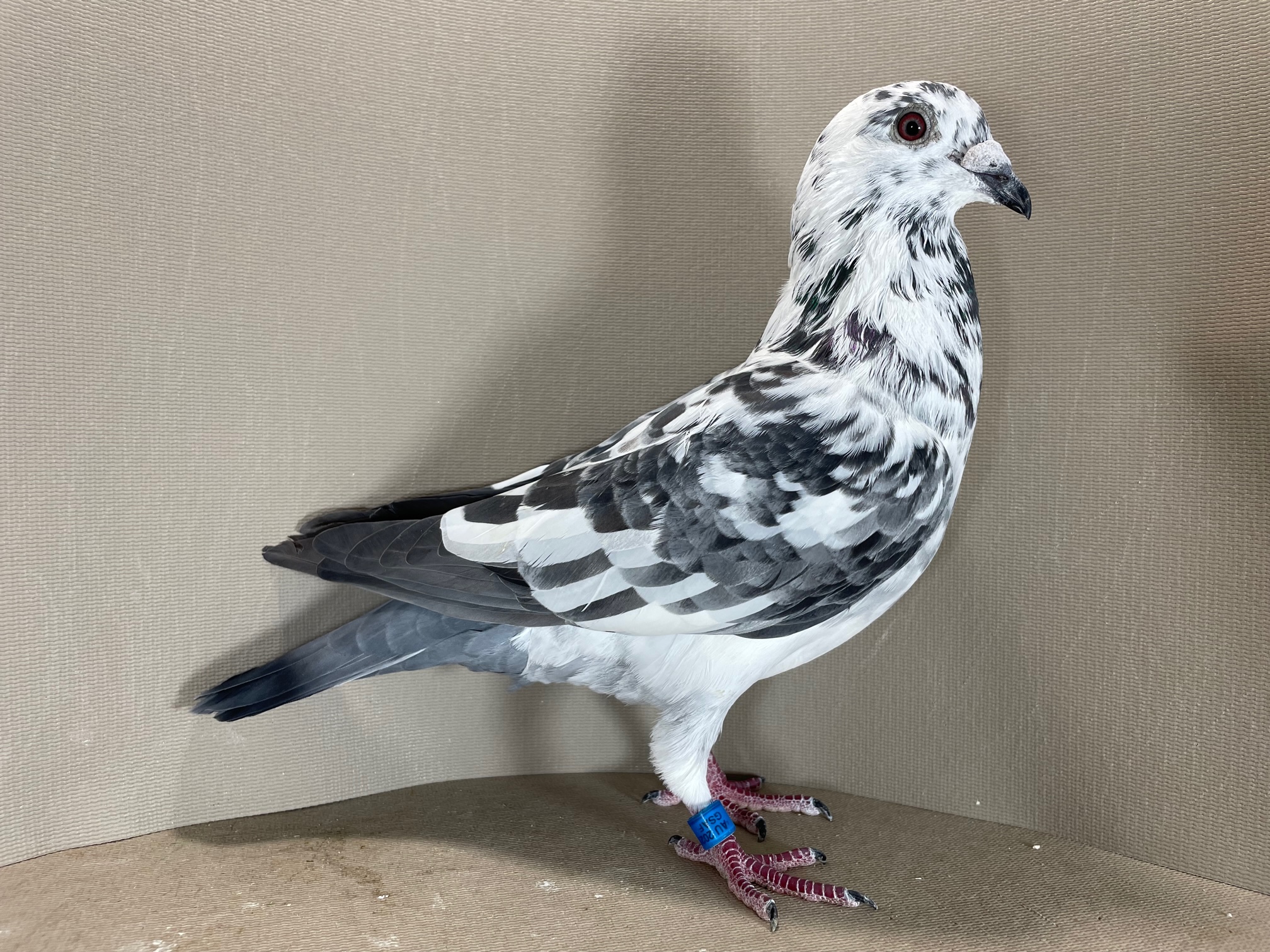 iPigeon.com - Racing Pigeon Auction