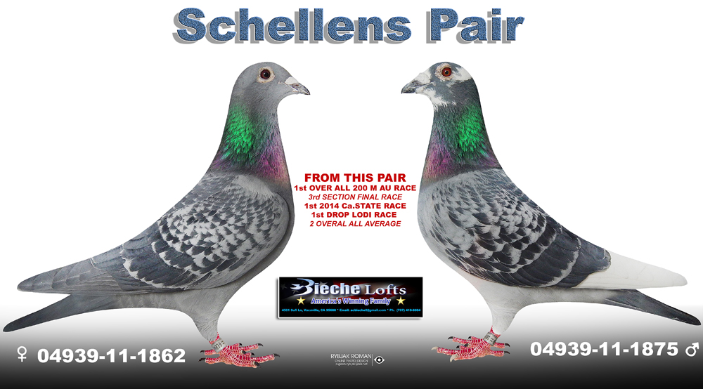 Racing Pigeon Auction