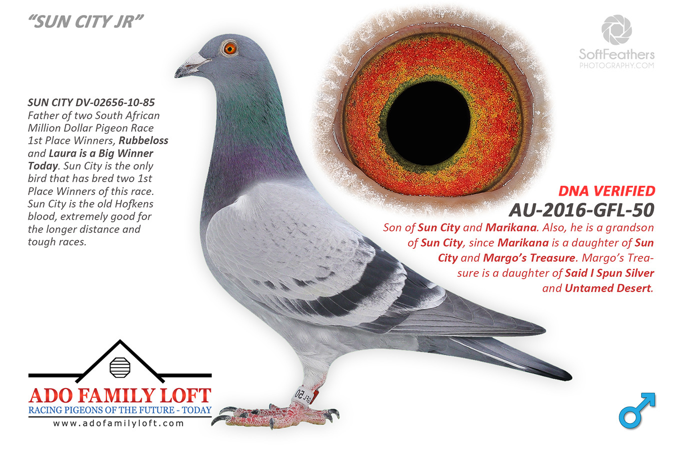 IPigeon Racing Pigeon Auction