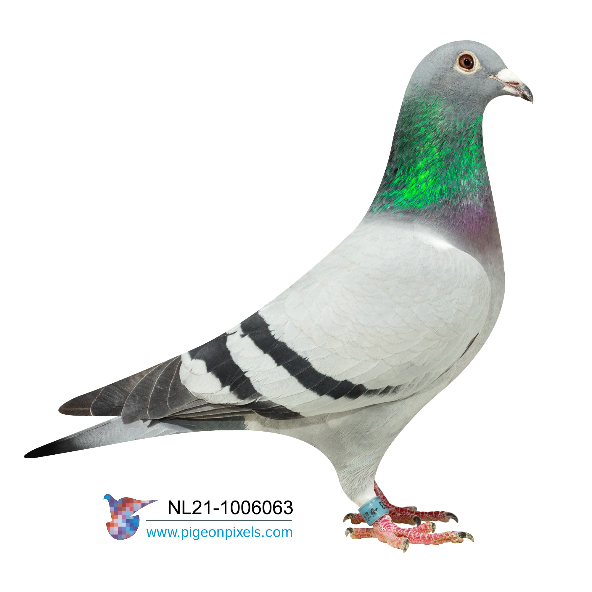 Ipigeon racing pigeon auction