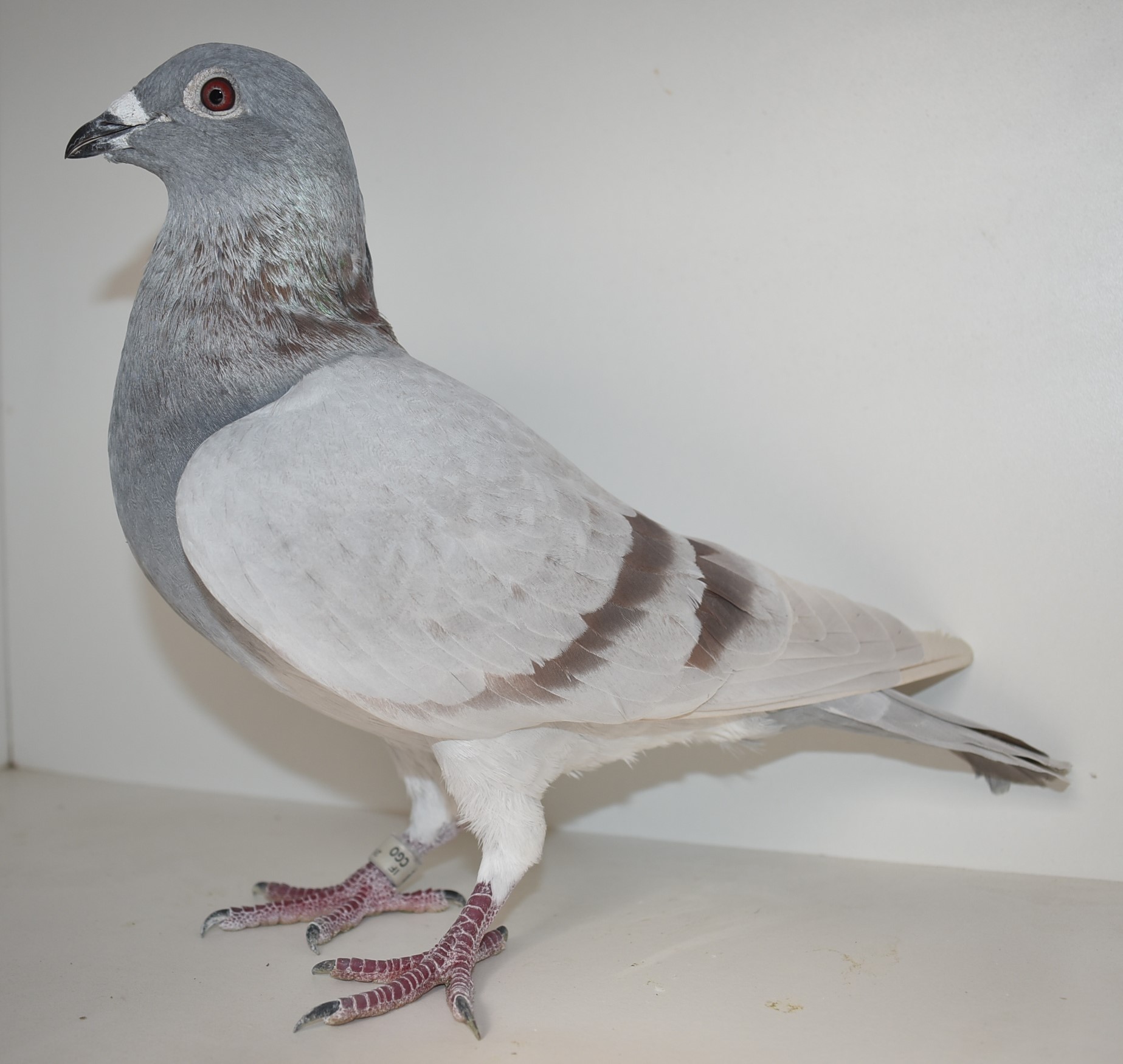 ipigeon-racing-pigeon-auction