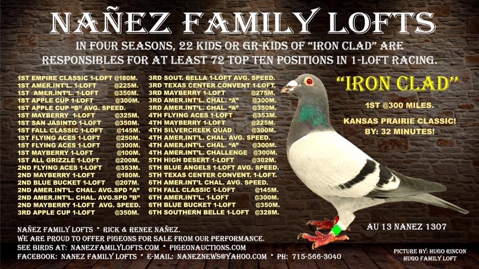 iPigeon.com - Racing Pigeon Auction
