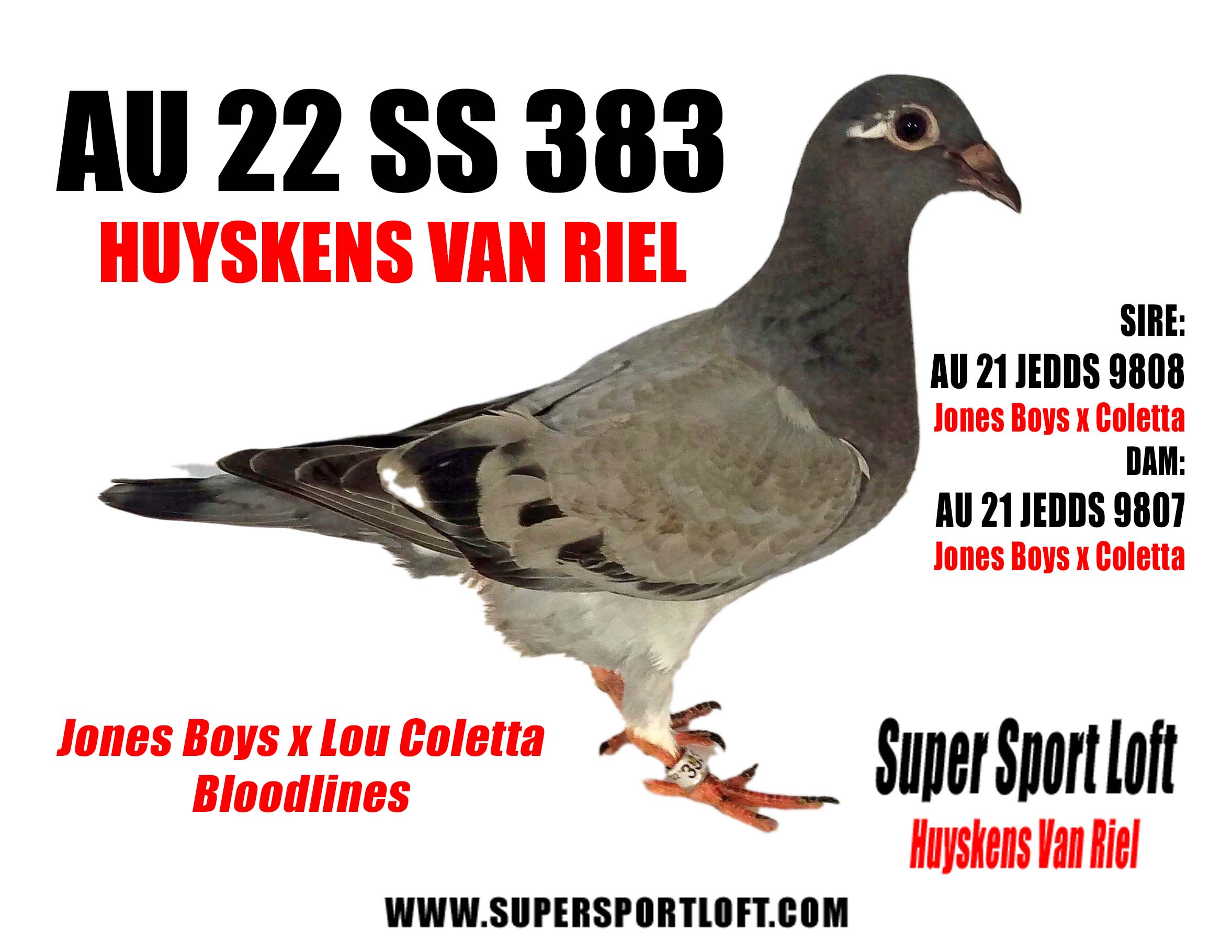 ipigeon-racing-pigeon-auction