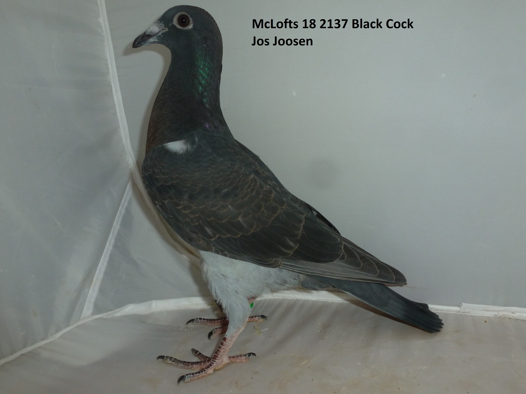 Racing Pigeon Auction