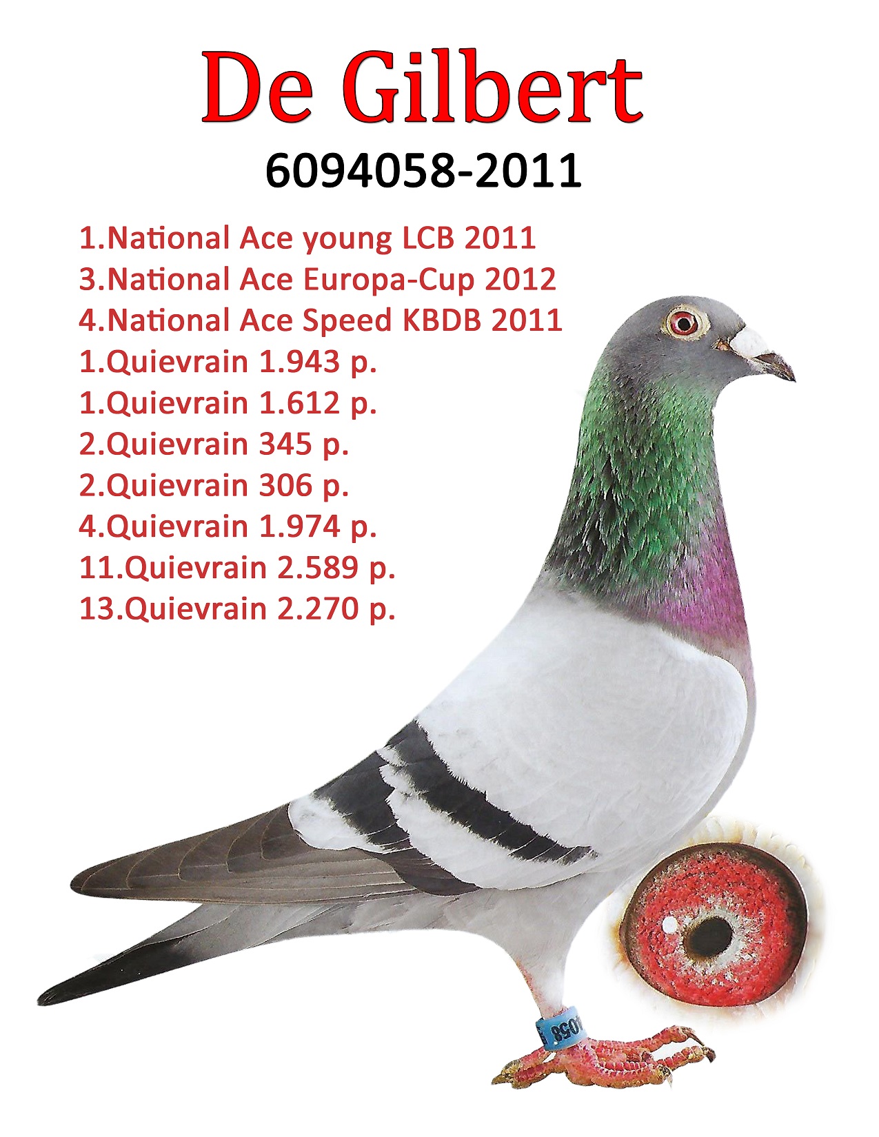 Racing Pigeon Auction