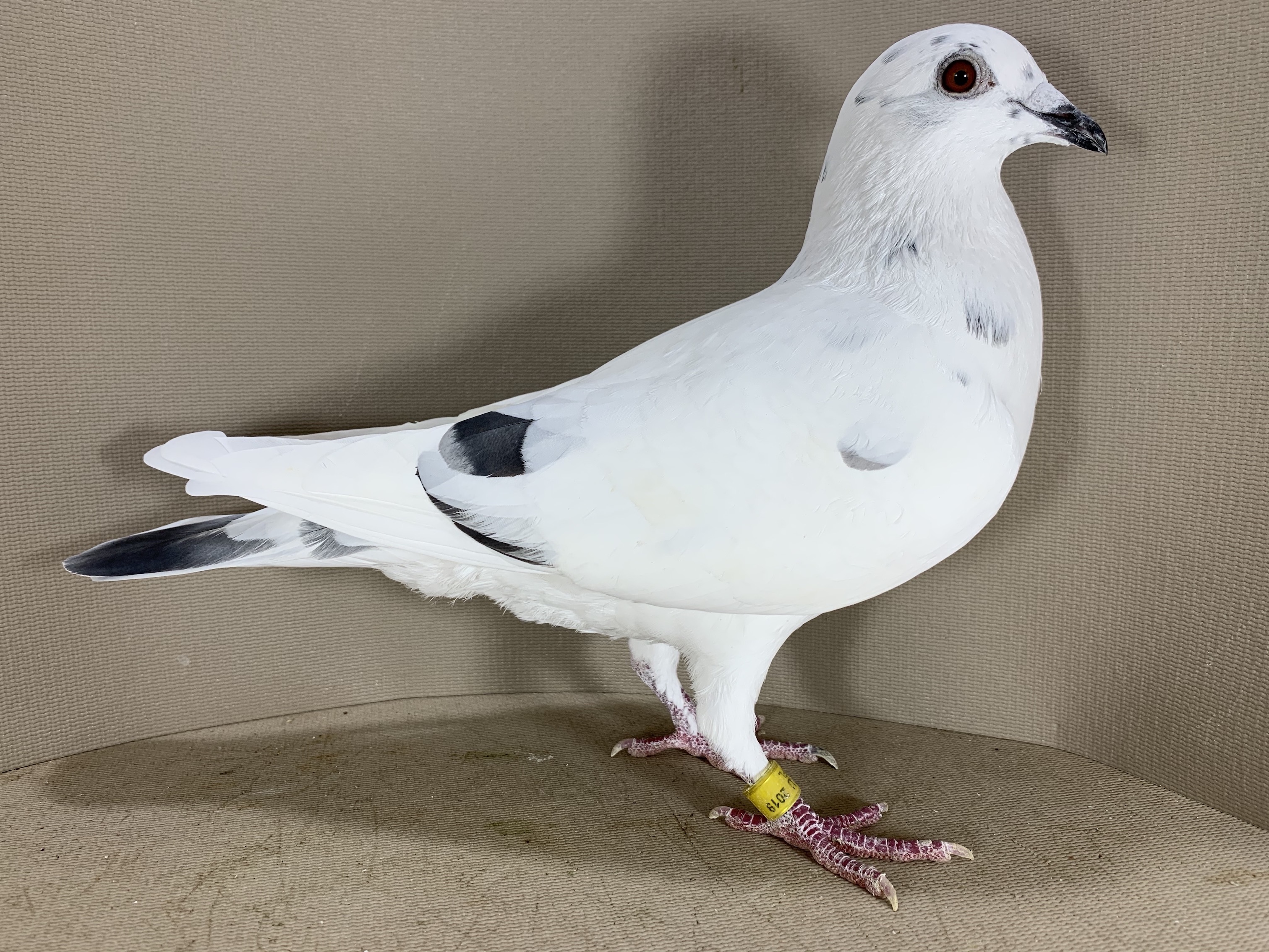 IPigeon Racing Pigeon Auction