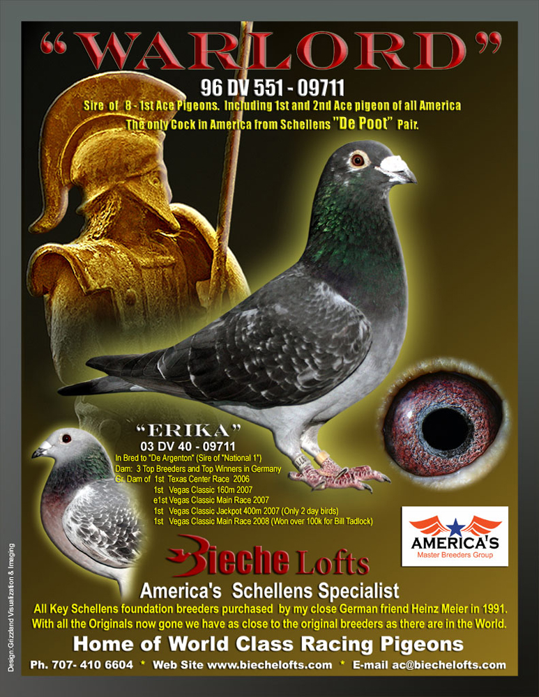 Racing Pigeon Auction