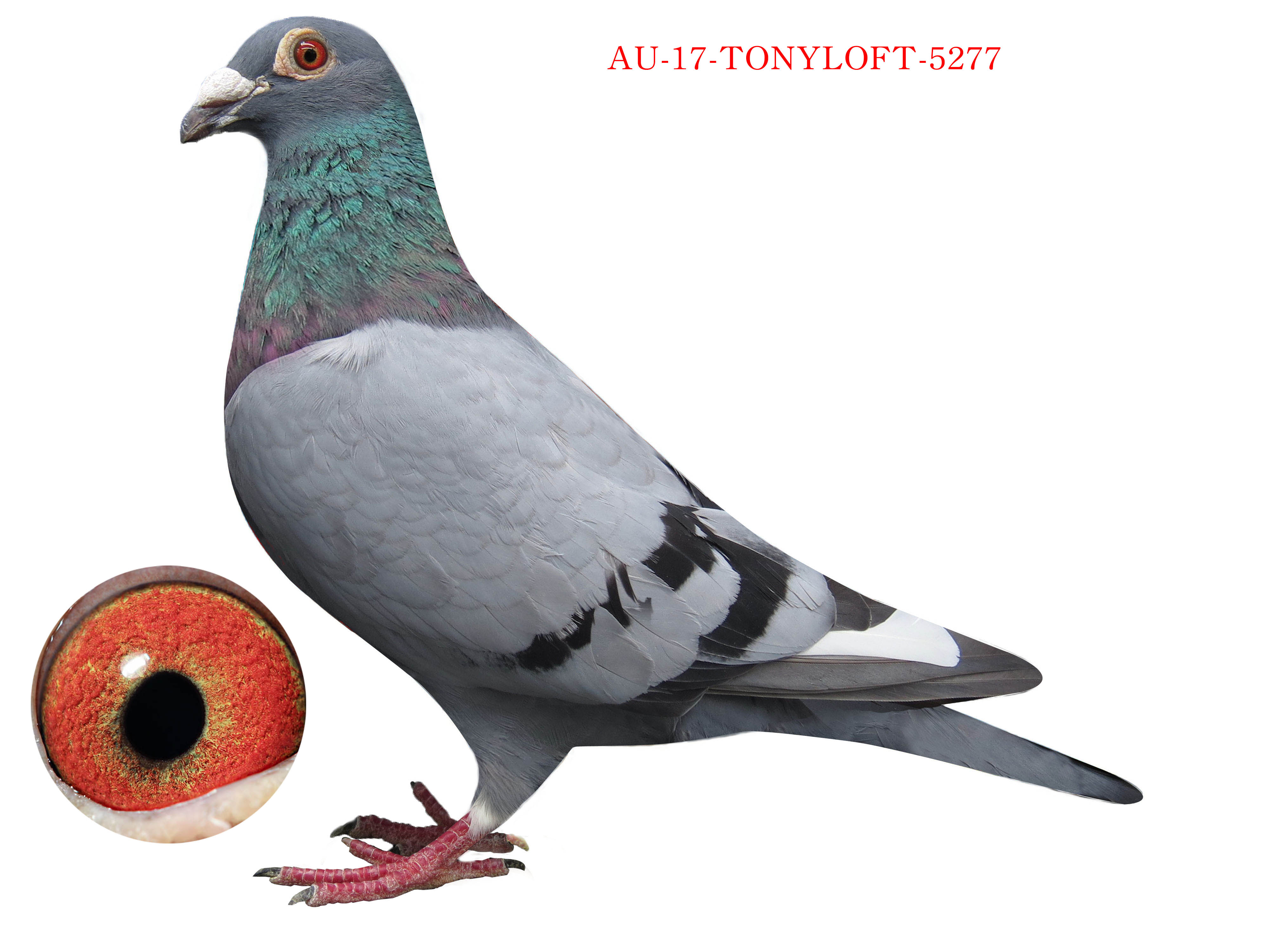 Racing Pigeon Auction