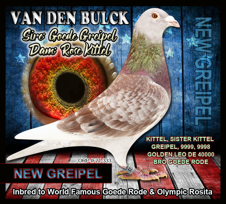 Racing Pigeon Auction