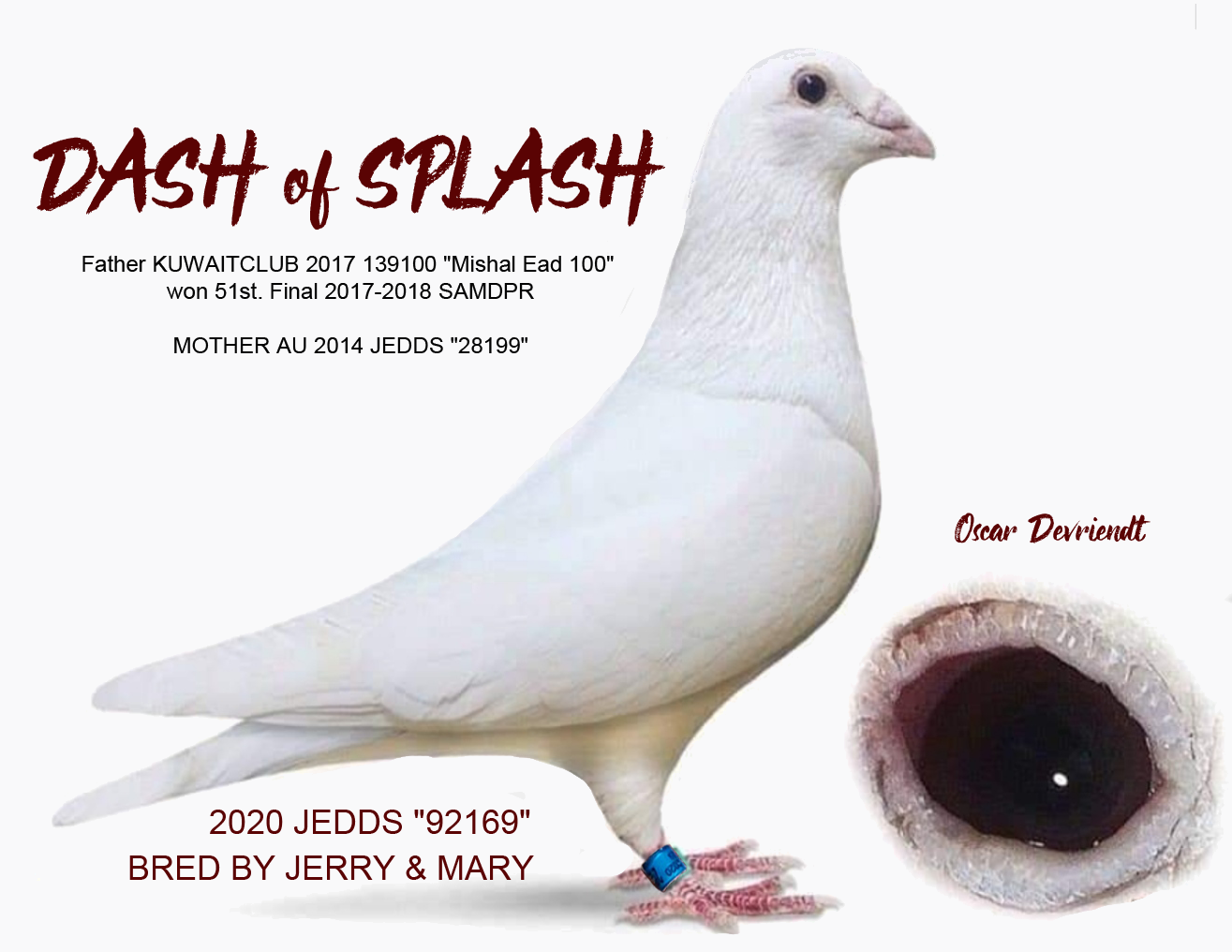 IPigeon Racing Pigeon Auction