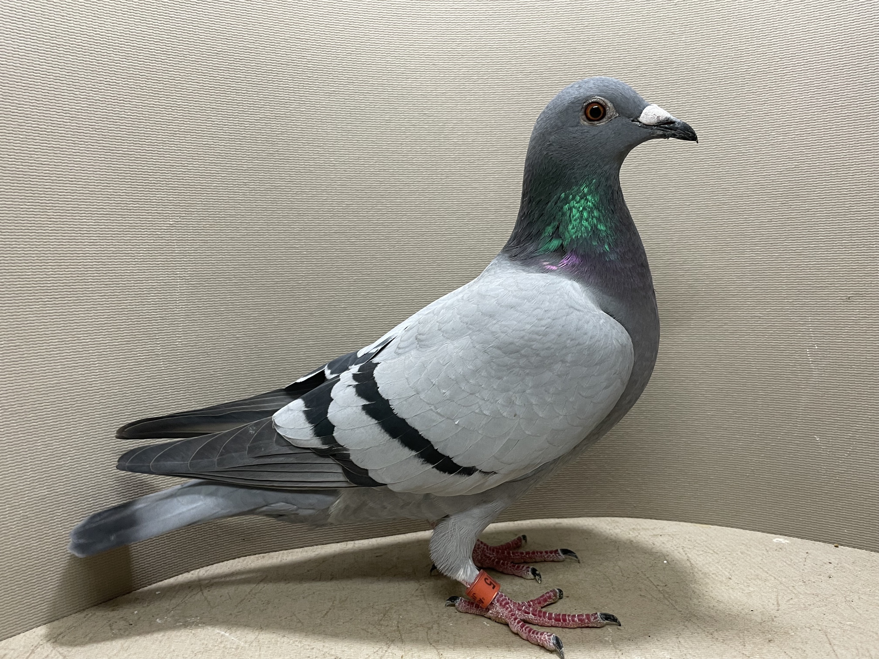 IPigeon Racing Pigeon Auction