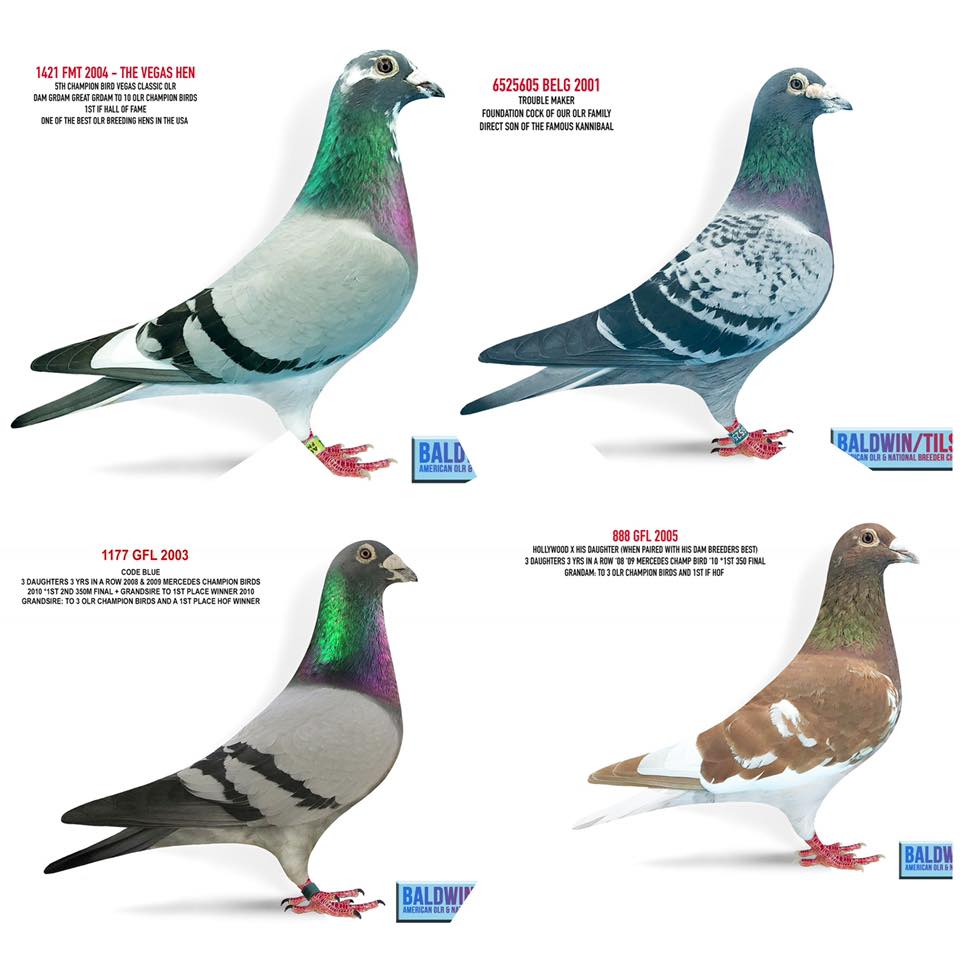 iPigeon.com - Racing Pigeon Auction