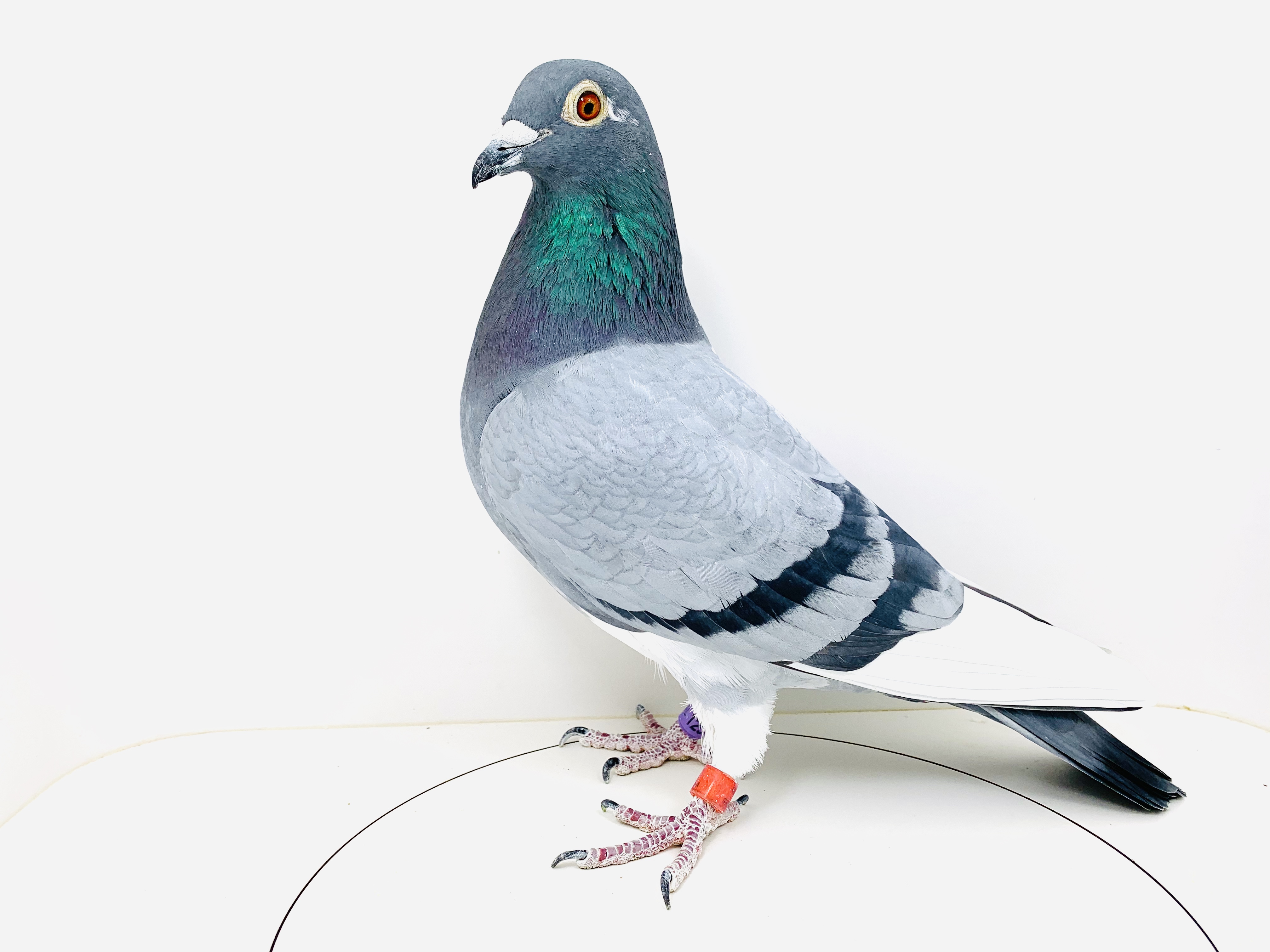 Racing Pigeon Auction