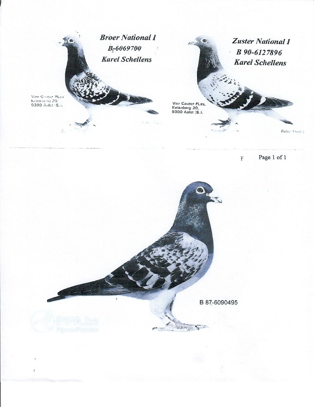 Racing Pigeon Auction