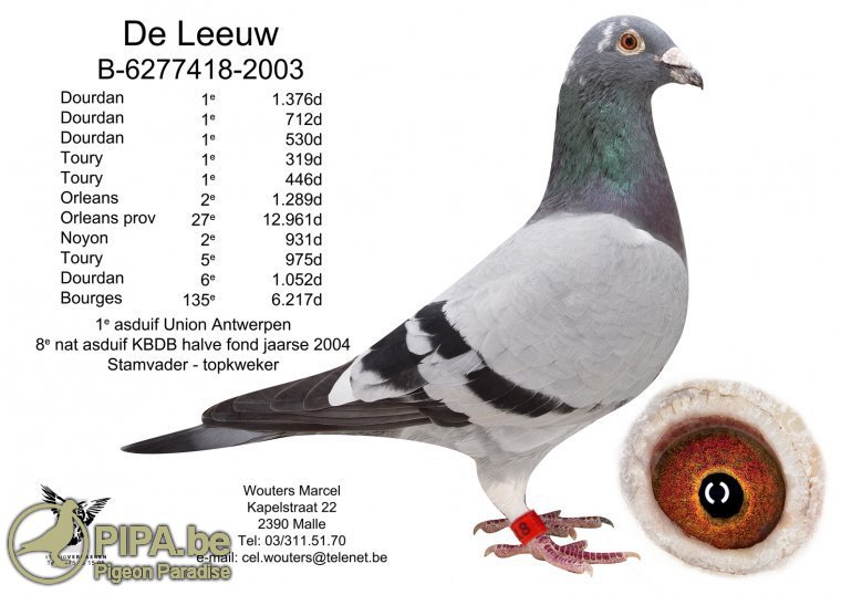 iPigeon.com - Racing Pigeon Auction