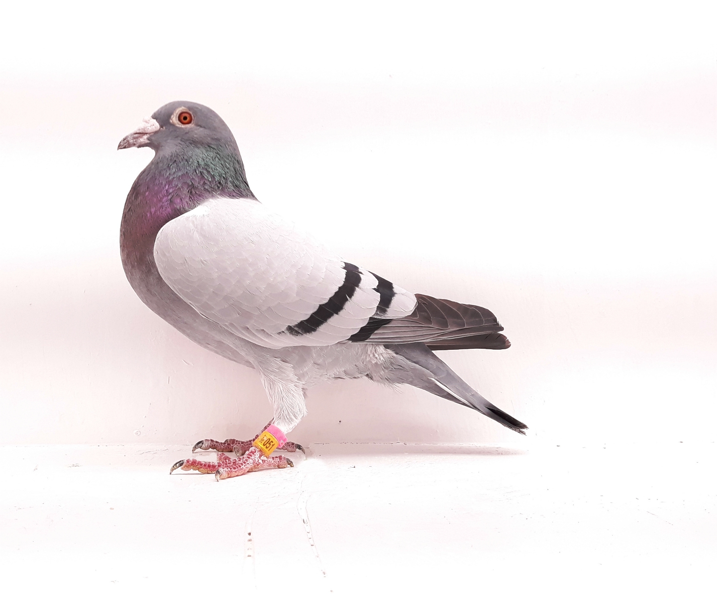Bbcock Bbcock