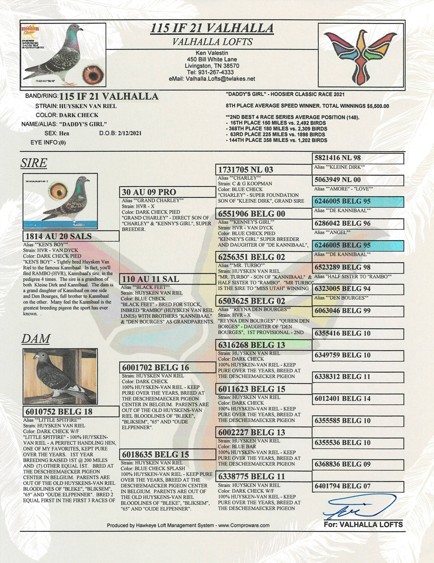 iPigeon.com - Racing Pigeon Auction