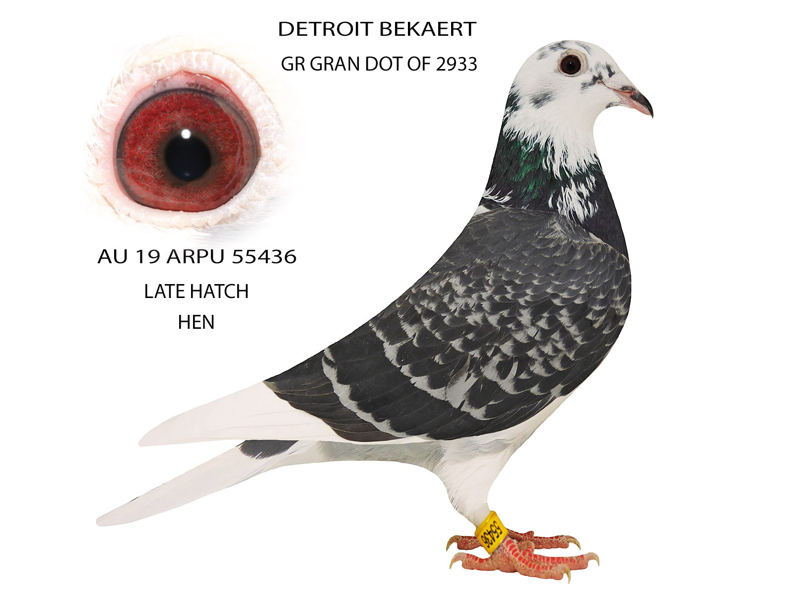 Racing Pigeon Auction