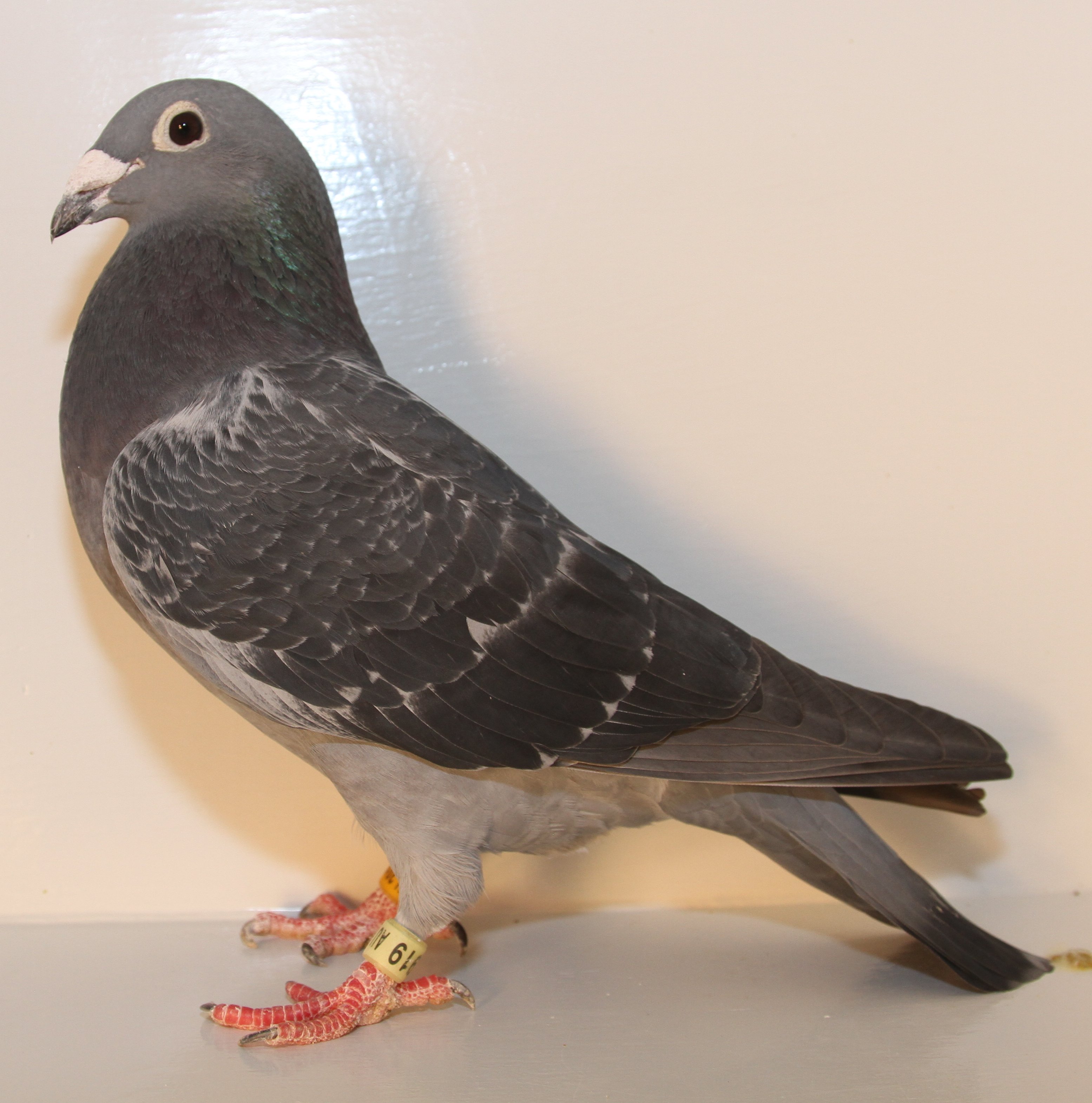 Racing Pigeon Auction