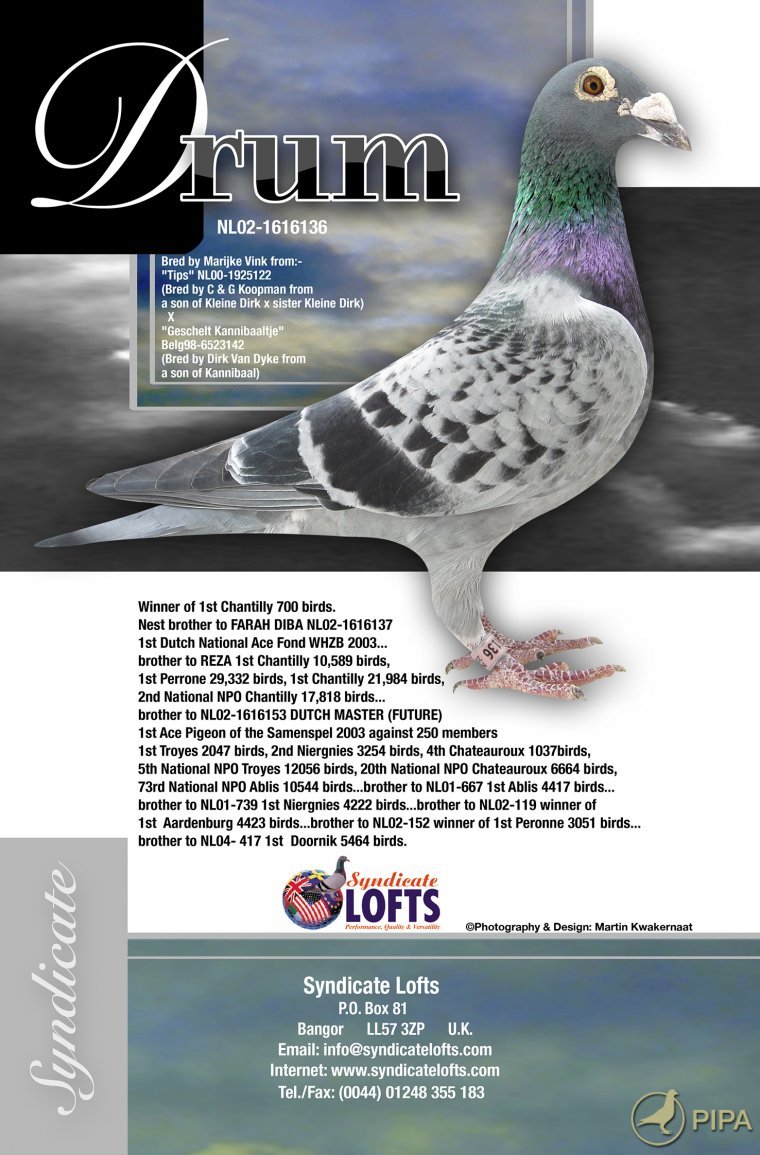 iPigeon.com - Racing Pigeon Auction