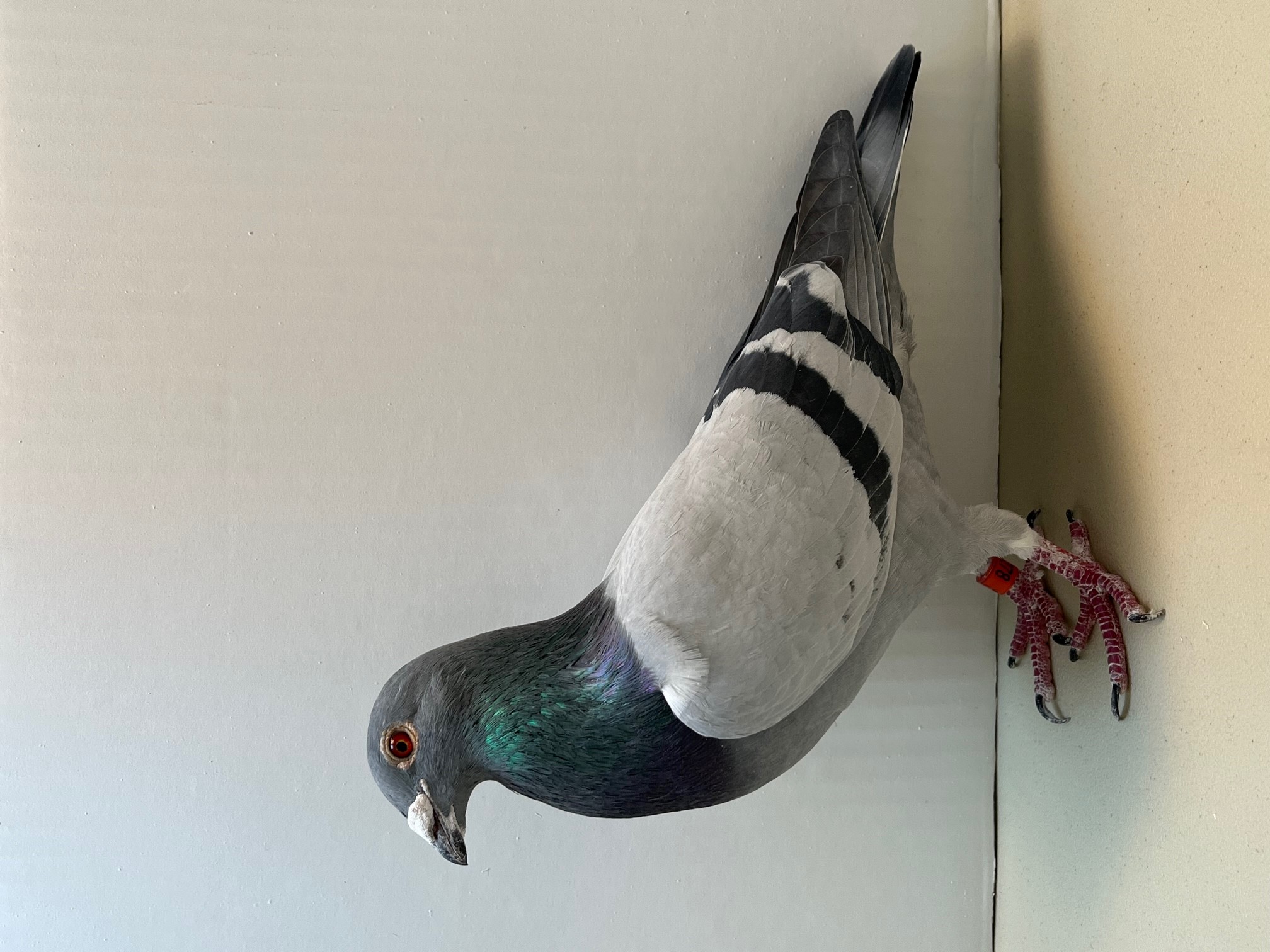 iPigeon.com - Racing Pigeon Auction