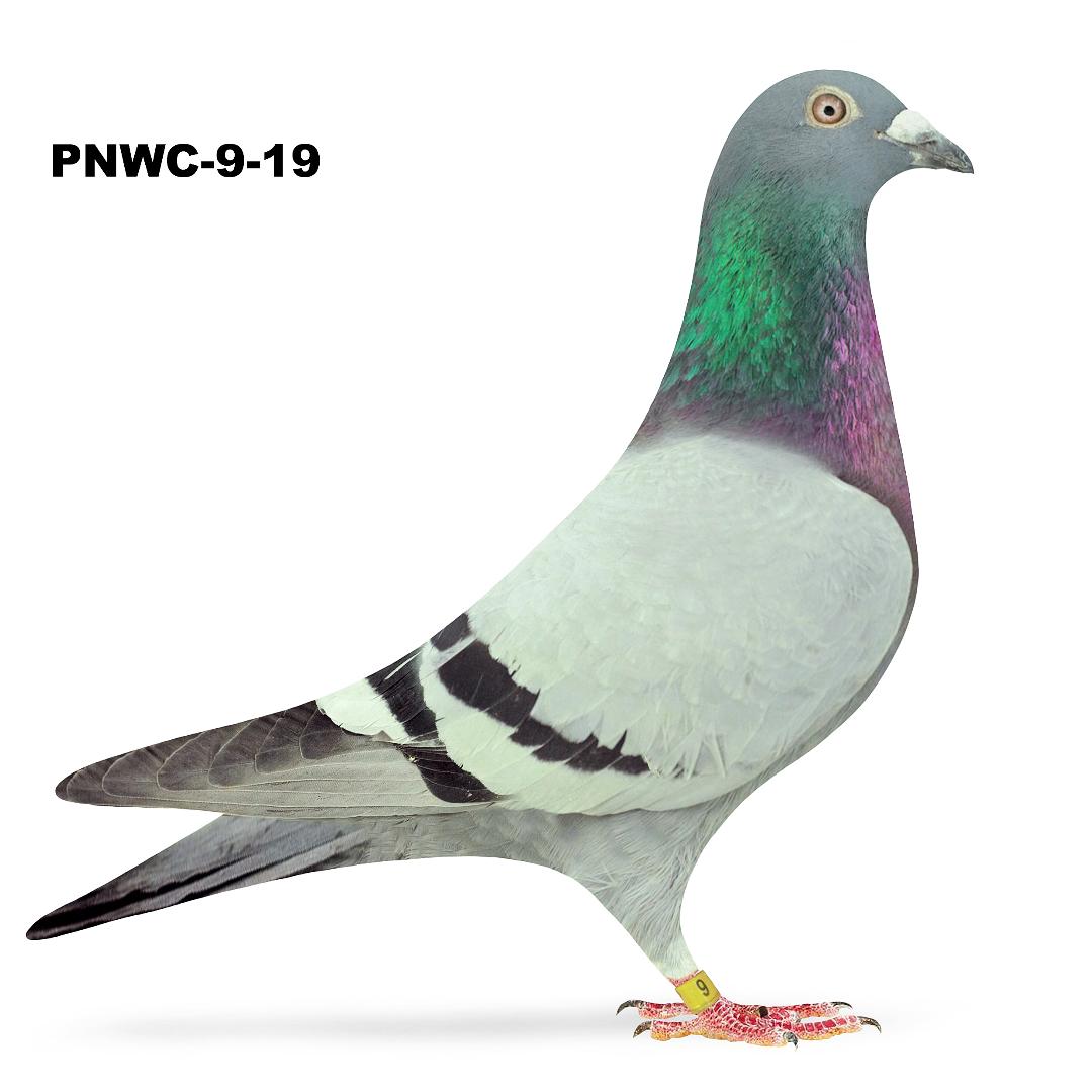 Racing Pigeon Auction