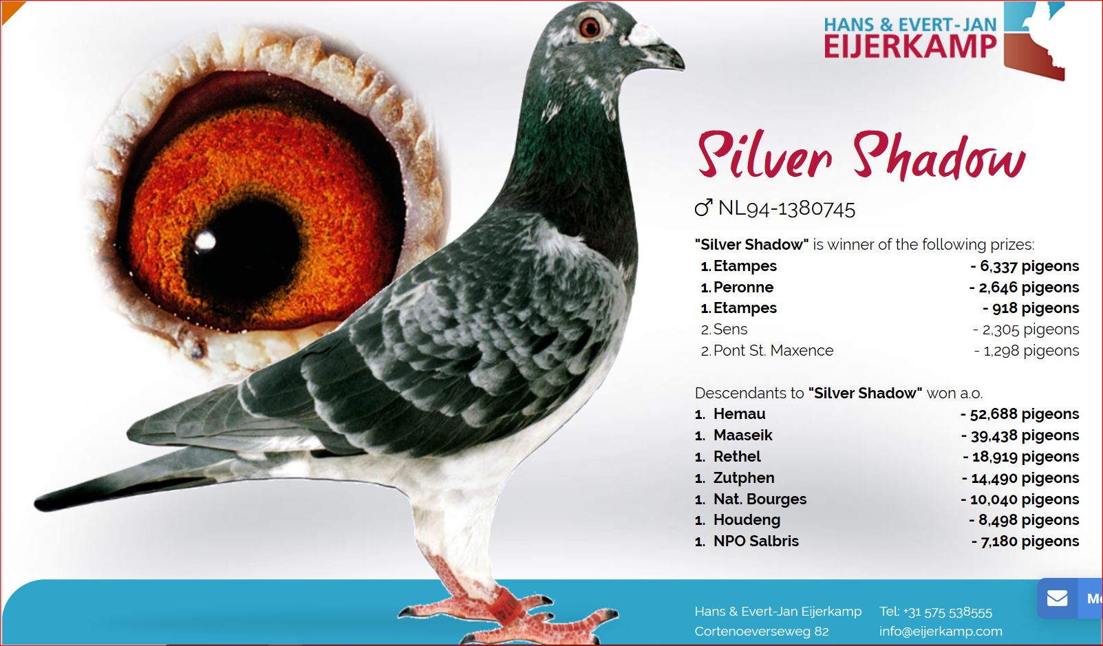 Racing Pigeon Auction