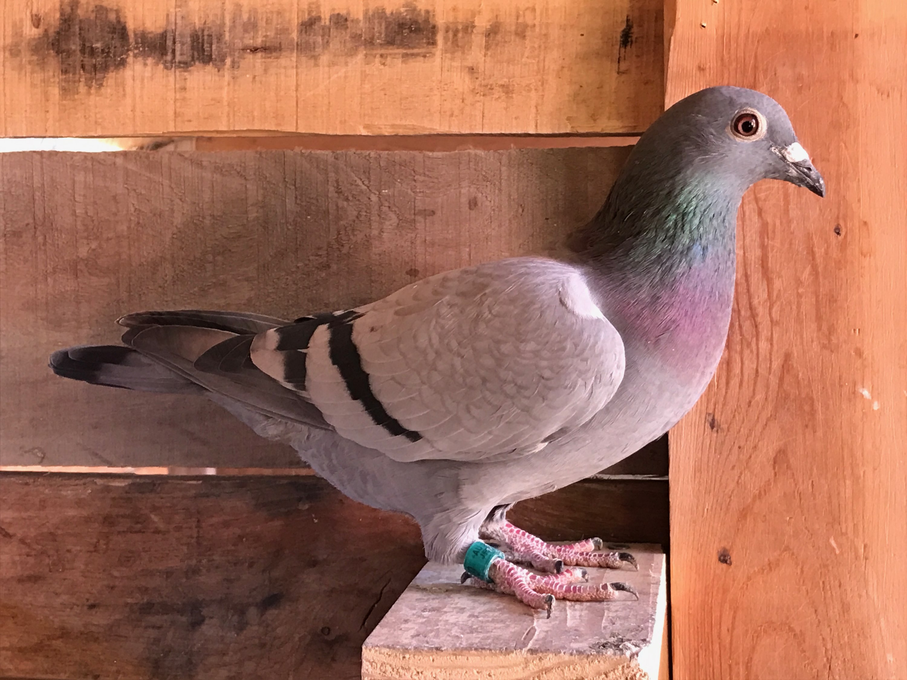 Racing Pigeon Auction