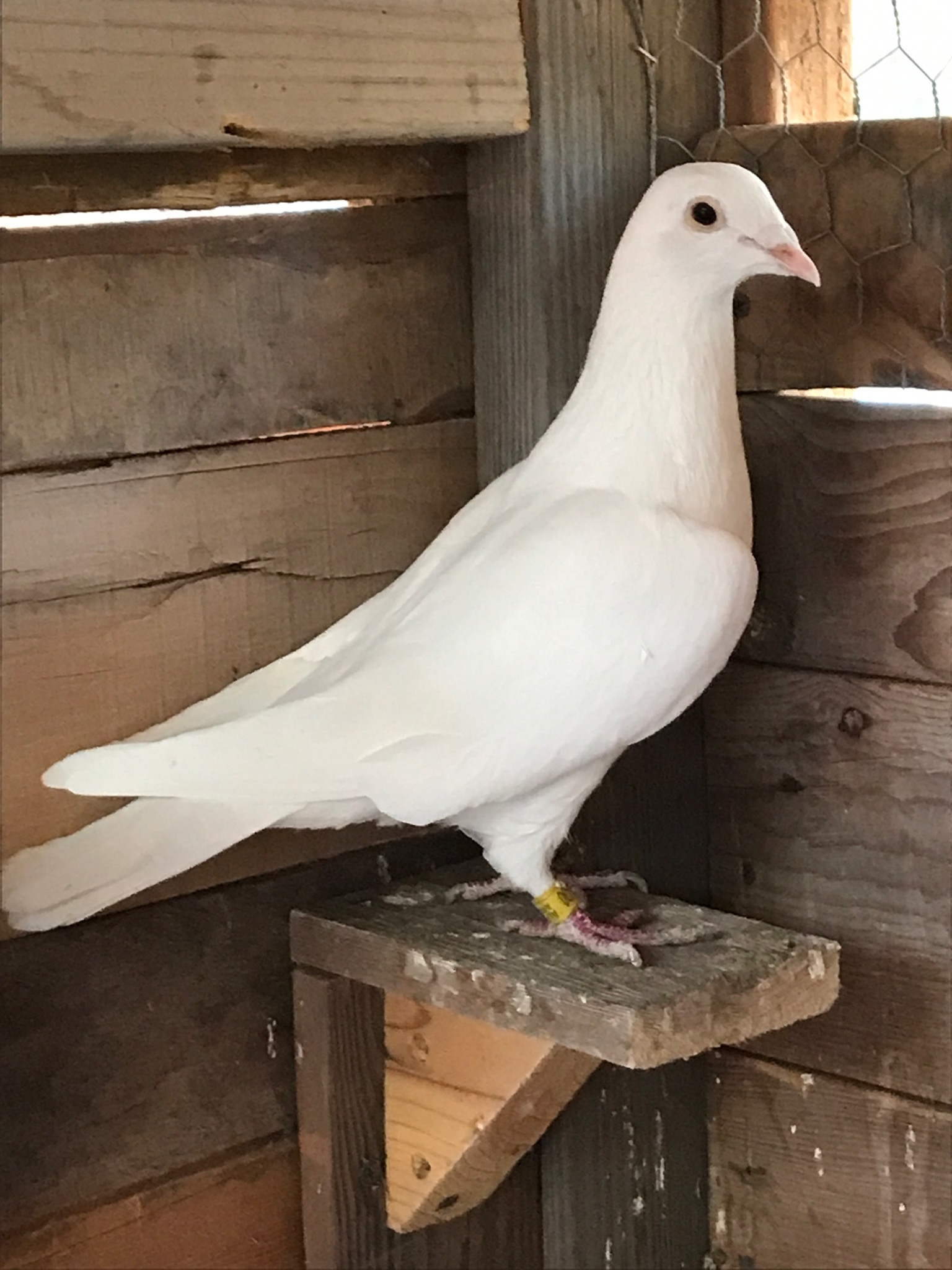 Racing Pigeon Auction