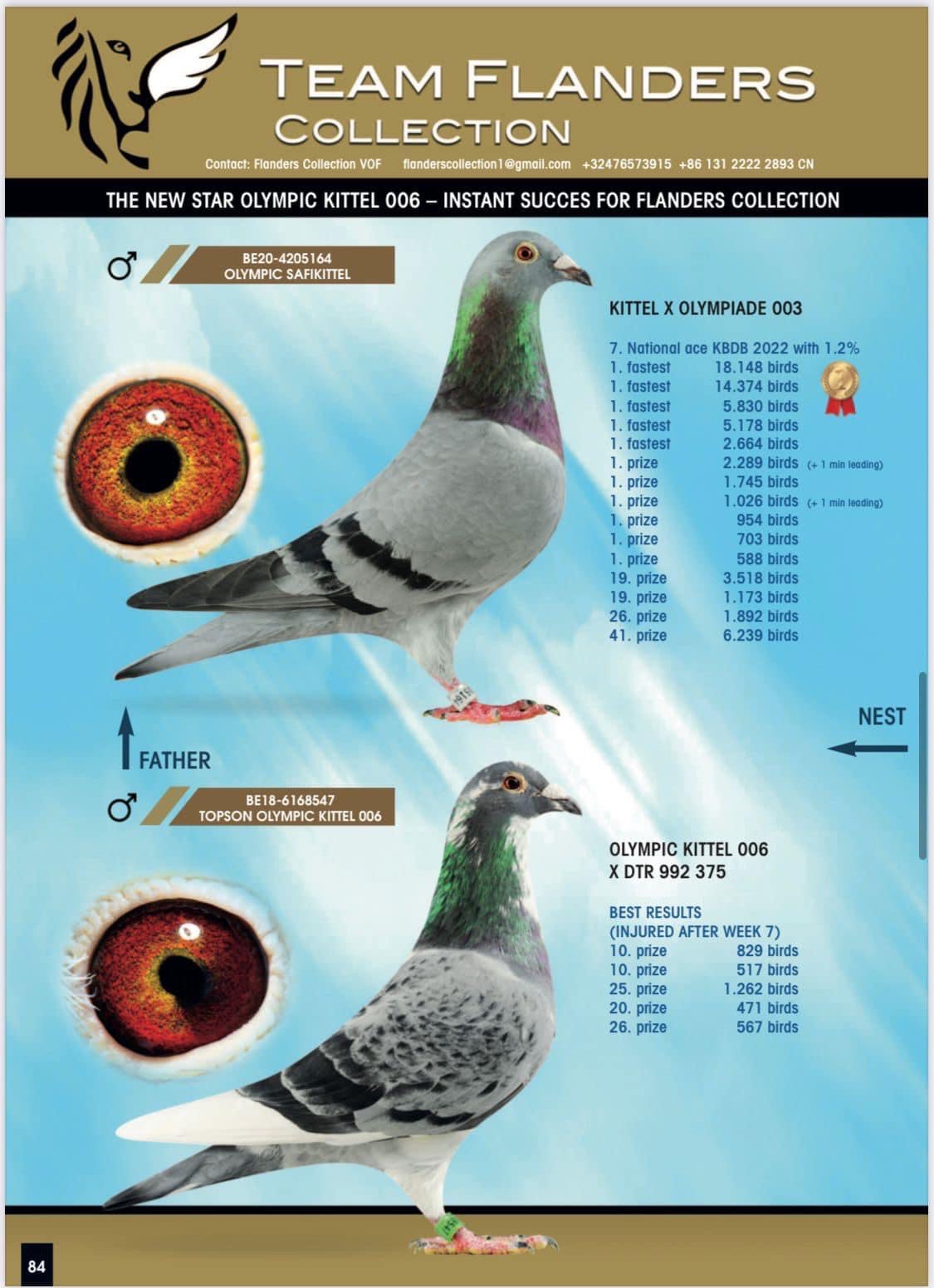 Racing Pigeon Auction