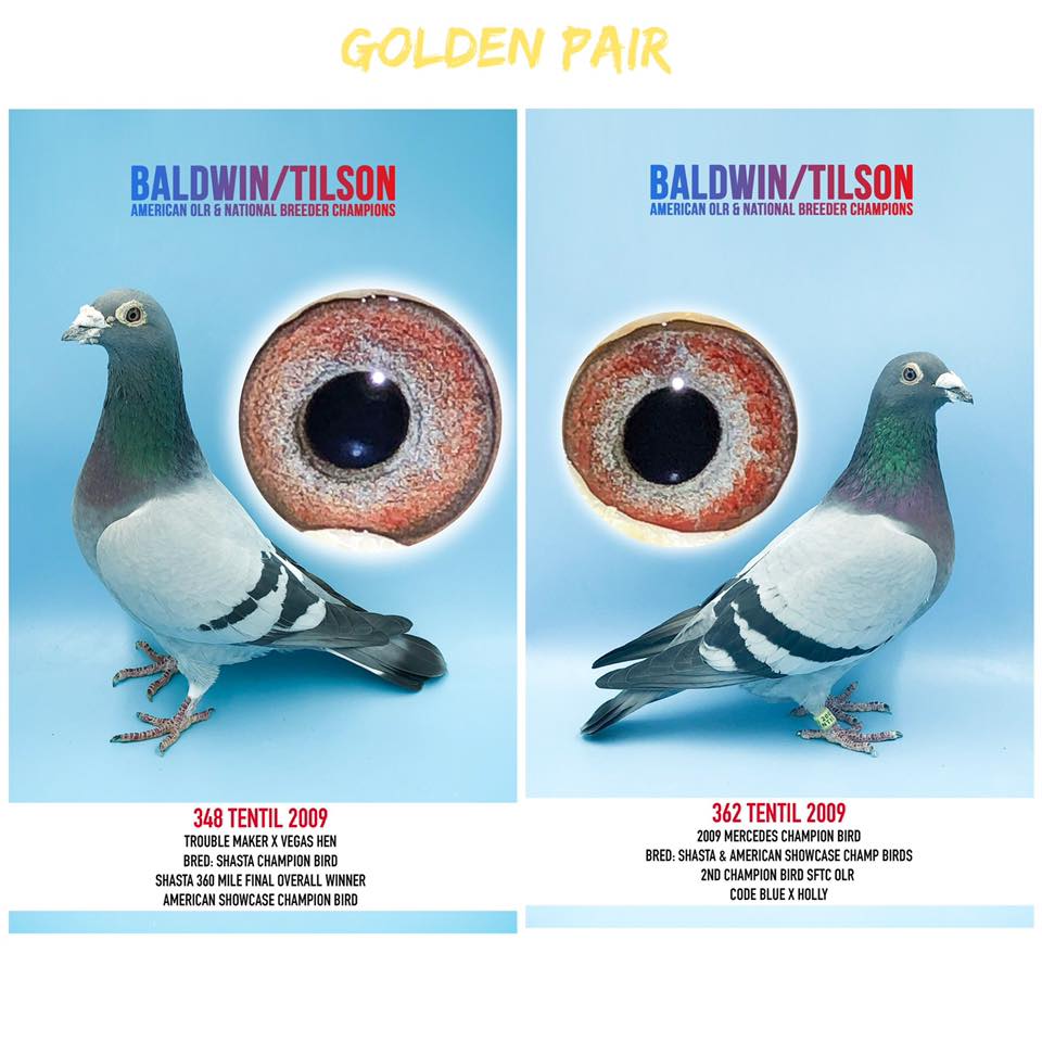 iPigeon.com - Racing Pigeon Auction