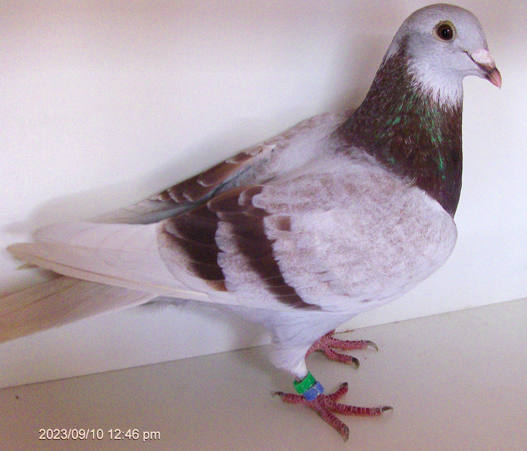 Racing Pigeon Auction