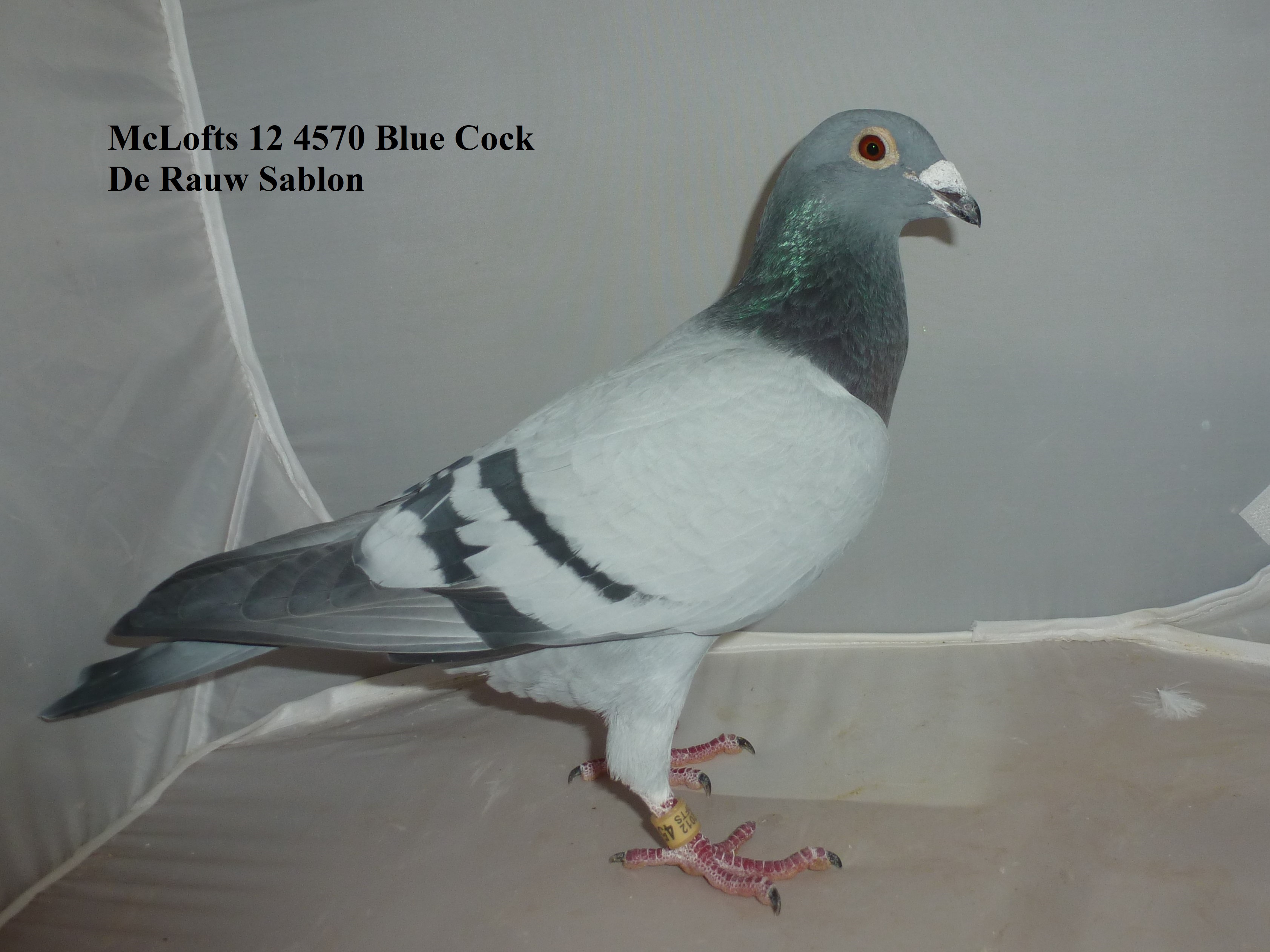 Racing Pigeon Auction