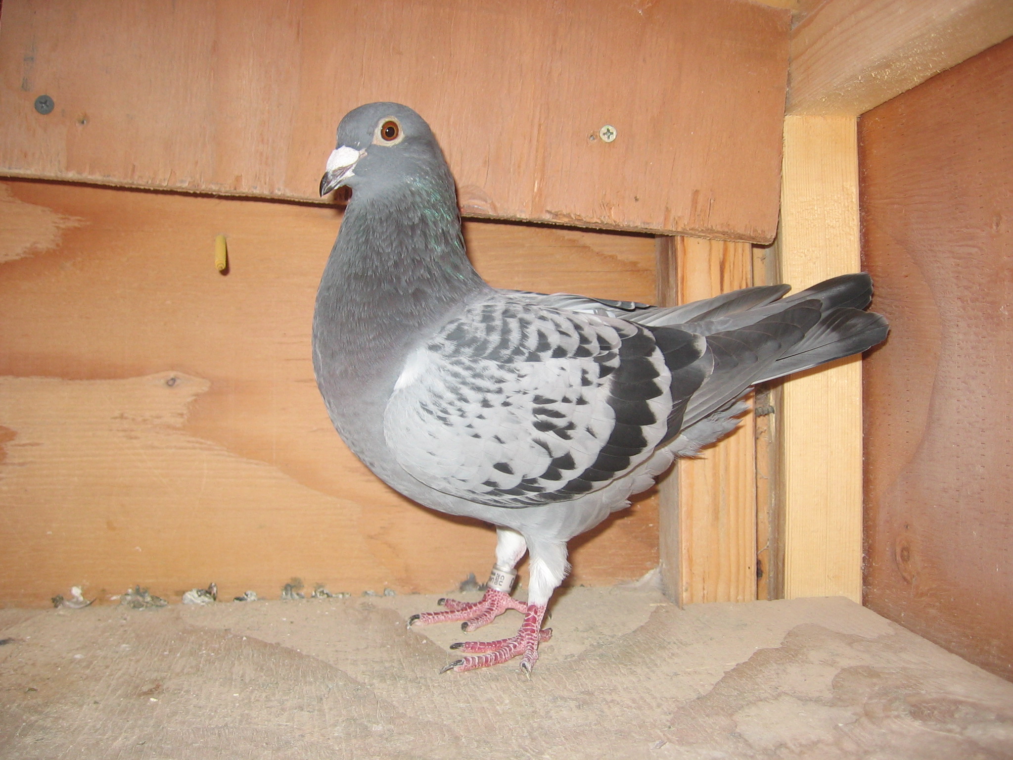 Racing Pigeon Auction