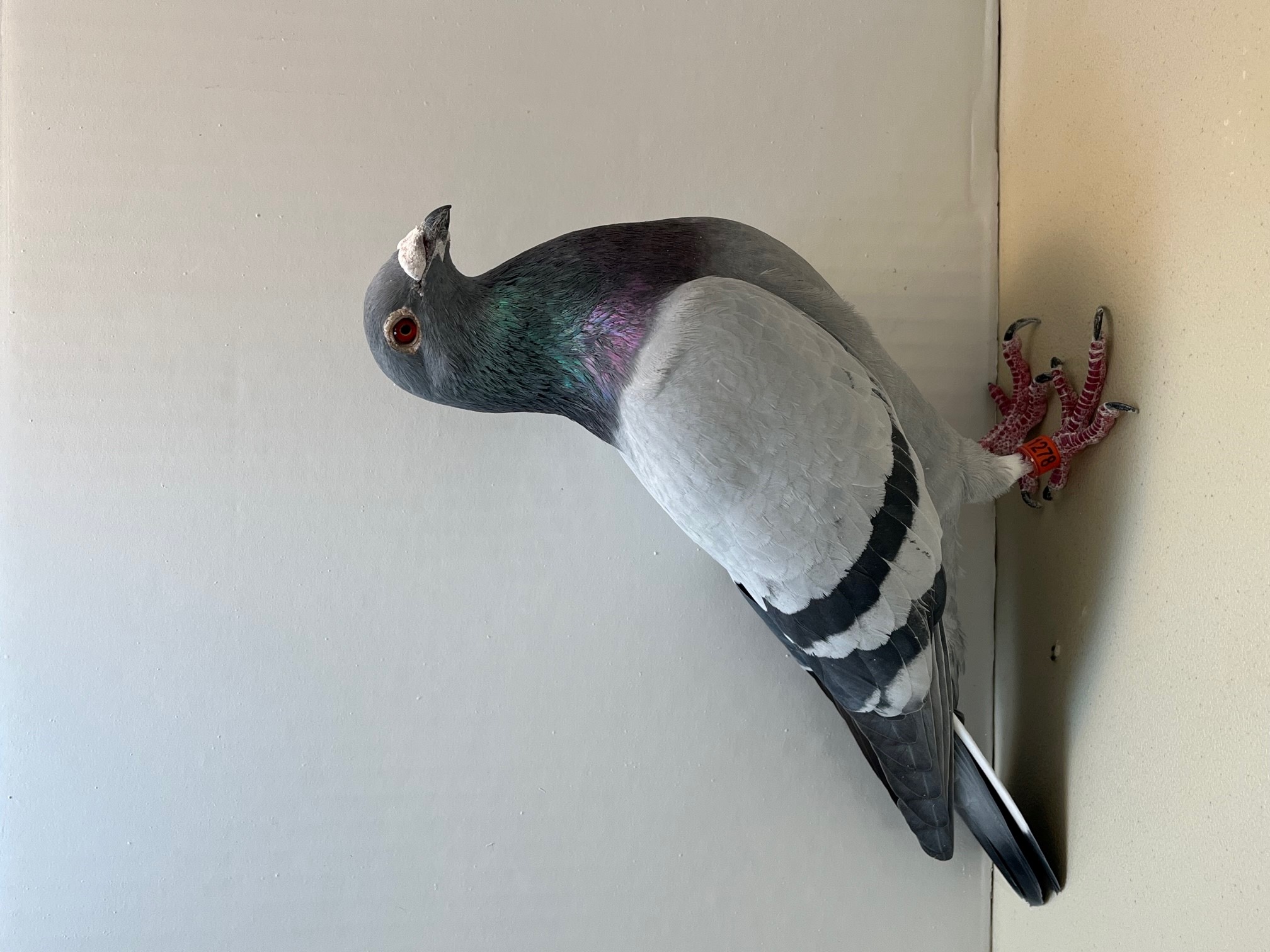 iPigeon.com - Racing Pigeon Auction