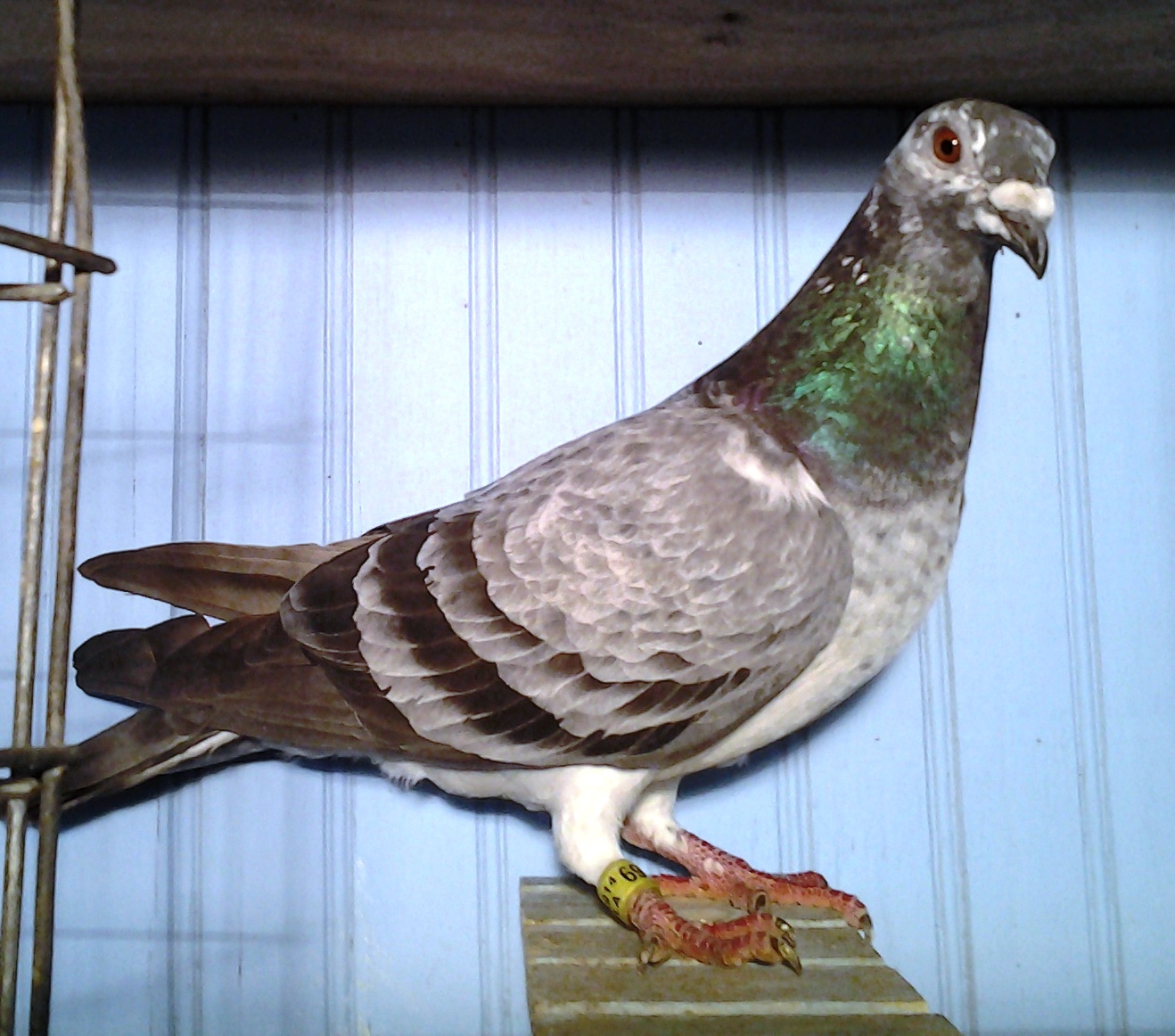 Aaa Mastercard Login >> iPigeon.com - Racing Pigeon Auction Aaa Mastercard Login >> iPigeon.com - Racing Pigeon Auction