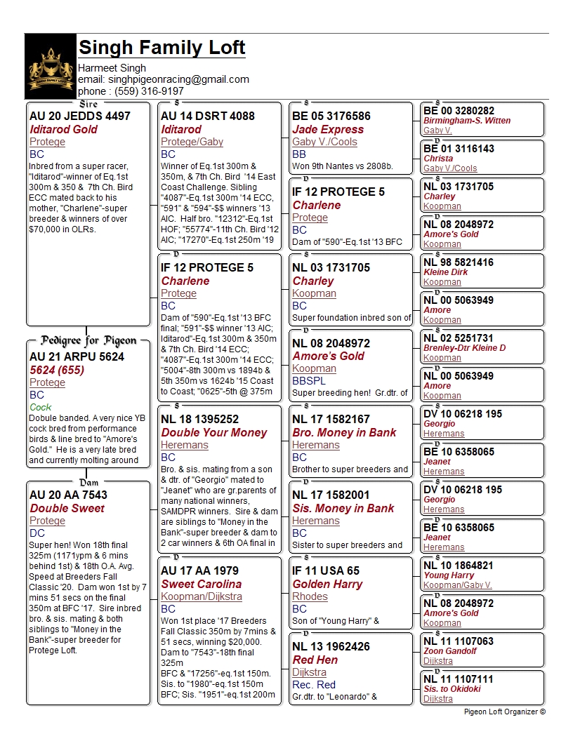 Racing Pigeon Auction