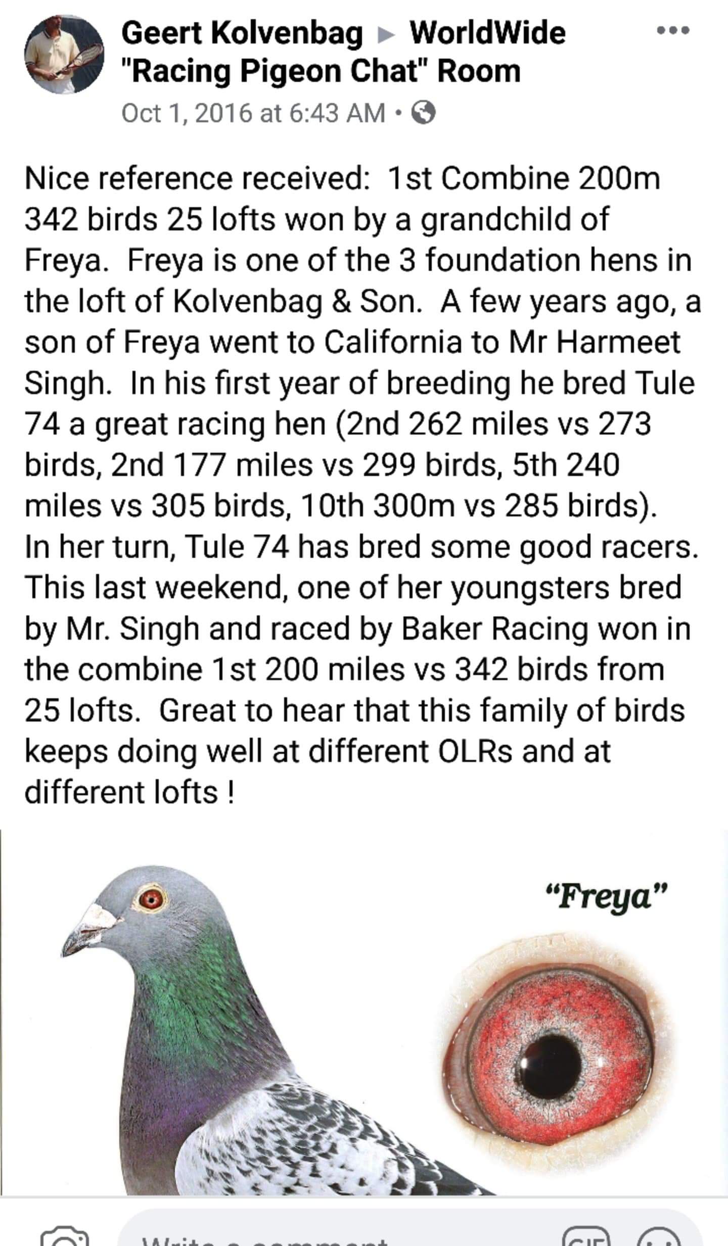 Ipigeon Com Racing Pigeon Auction