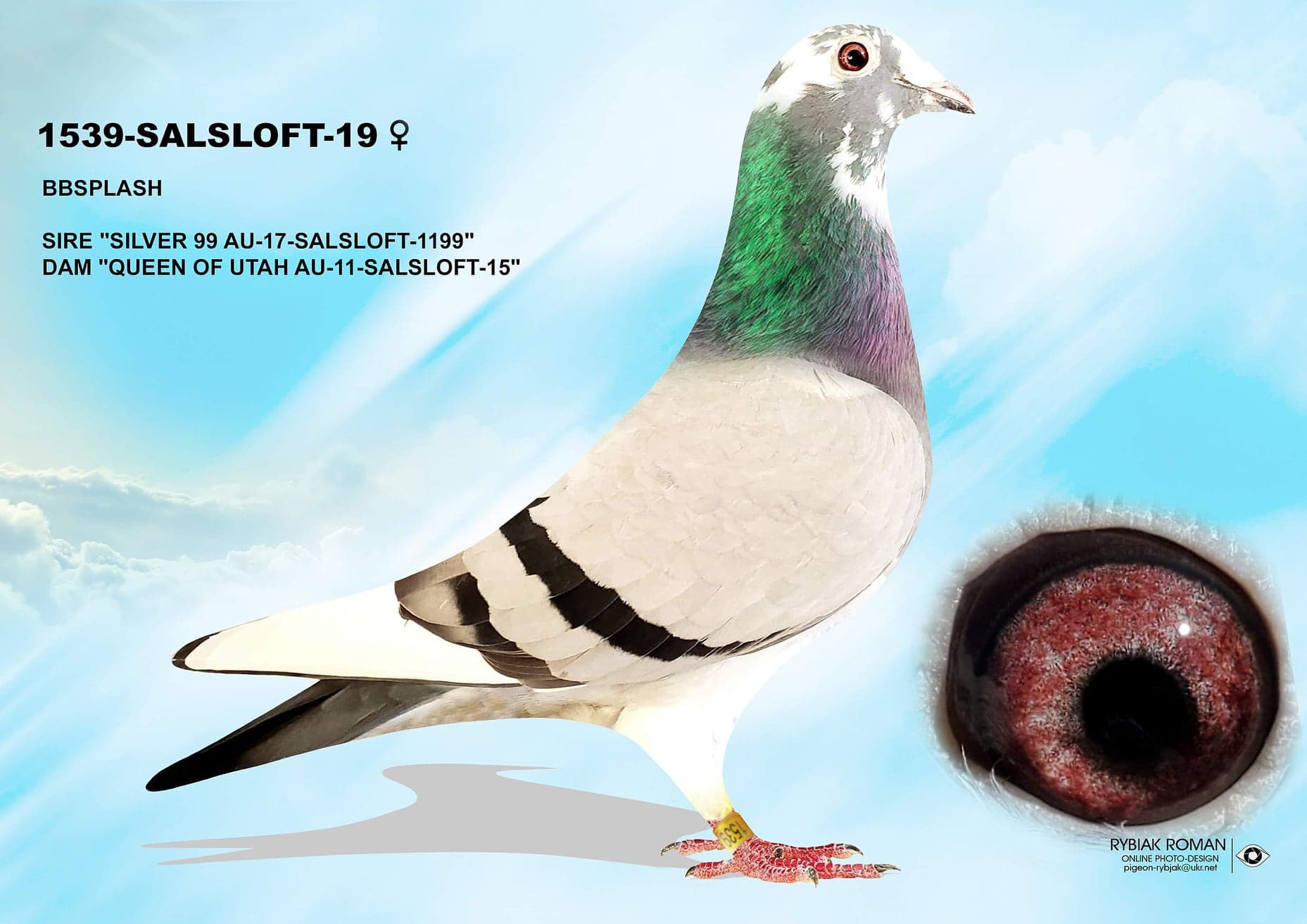 Racing Pigeon Auction