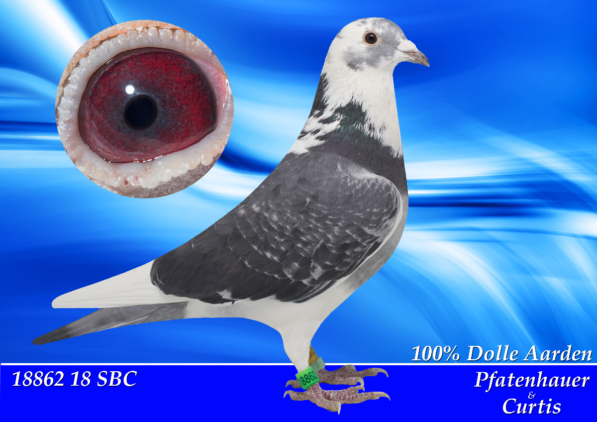 Racing Pigeon Auction